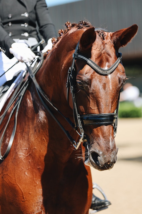 Image for 4CYTE™ Dressage by the Sea CDI 2024