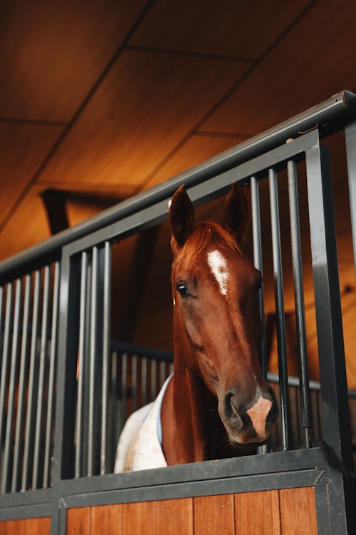 Image for 4CYTE™ Dressage by the Sea CDI 2024