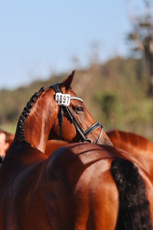 Image for 4CYTE™ Dressage by the Sea CDI 2024