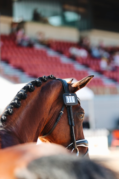 Image for 4CYTE™ Dressage by the Sea CDI 2024