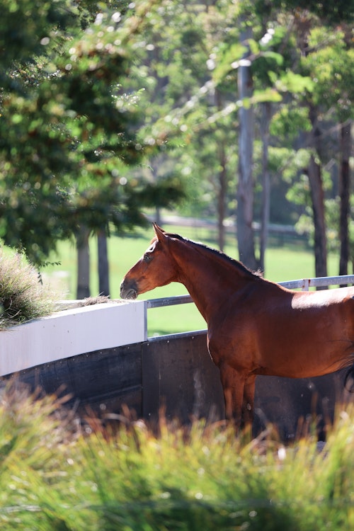Image for 4CYTE™ Dressage by the Sea CDI 2024