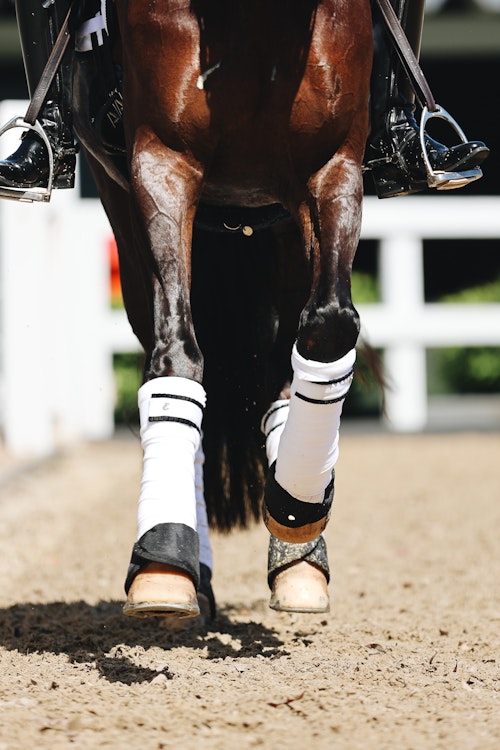 Image for 4CYTE™ Dressage by the Sea CDI 2024