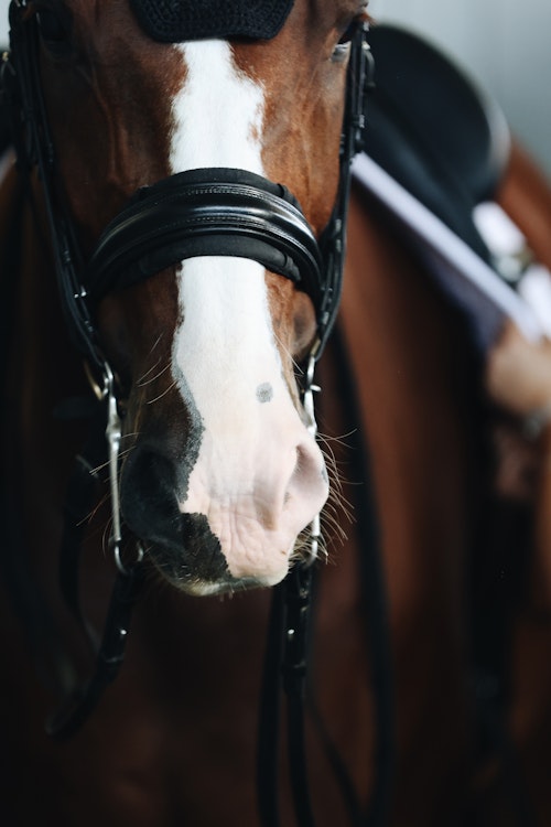 Image for 4CYTE™ Dressage by the Sea CDI 2024