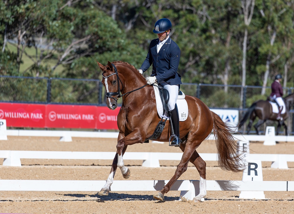 Image for Novice 2.2 | 1st Place: Robert Schmerglatt & REGAL FLORENTINO with a score of 71.484%