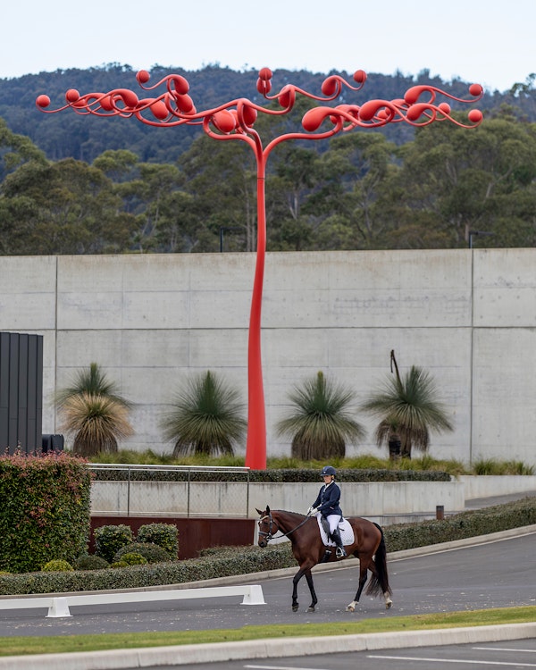 Image for Dressage@Willinga | Photo Credit: Amy-Sue Alson Photography