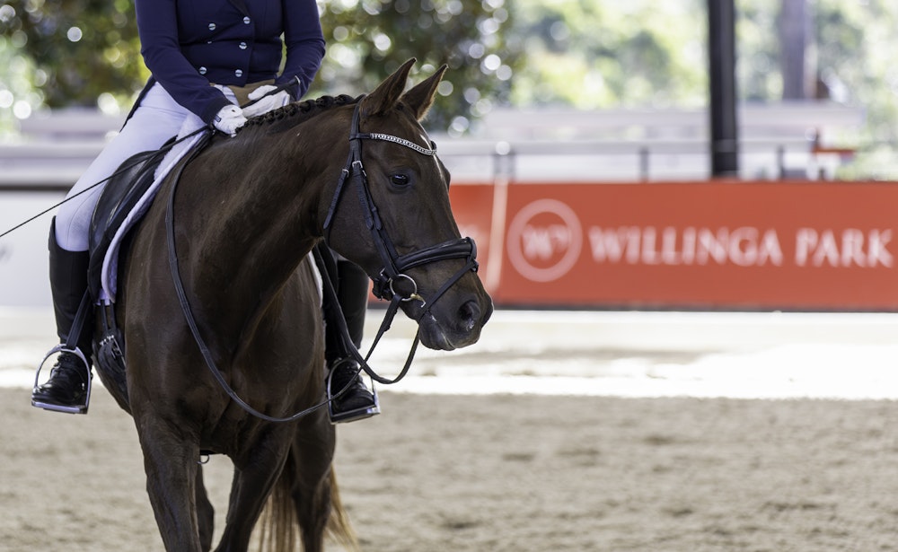 Image for Dressage@Willinga | Photo Credit: Amy-Sue Alson Photography