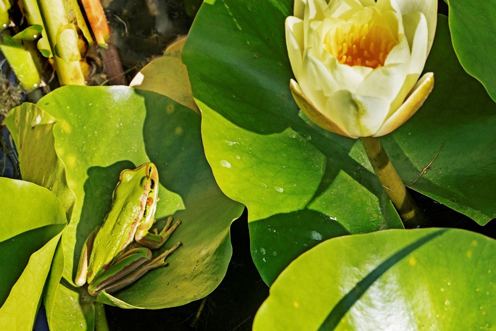 Image for Willinga Park Bell Frog