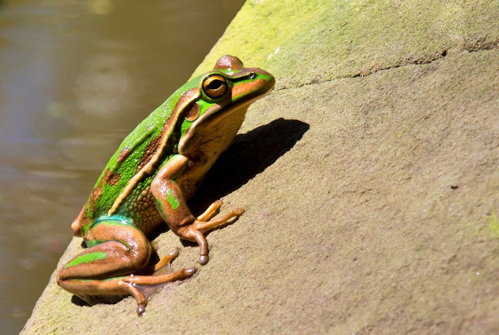 Image for Willinga Park Bell Frog