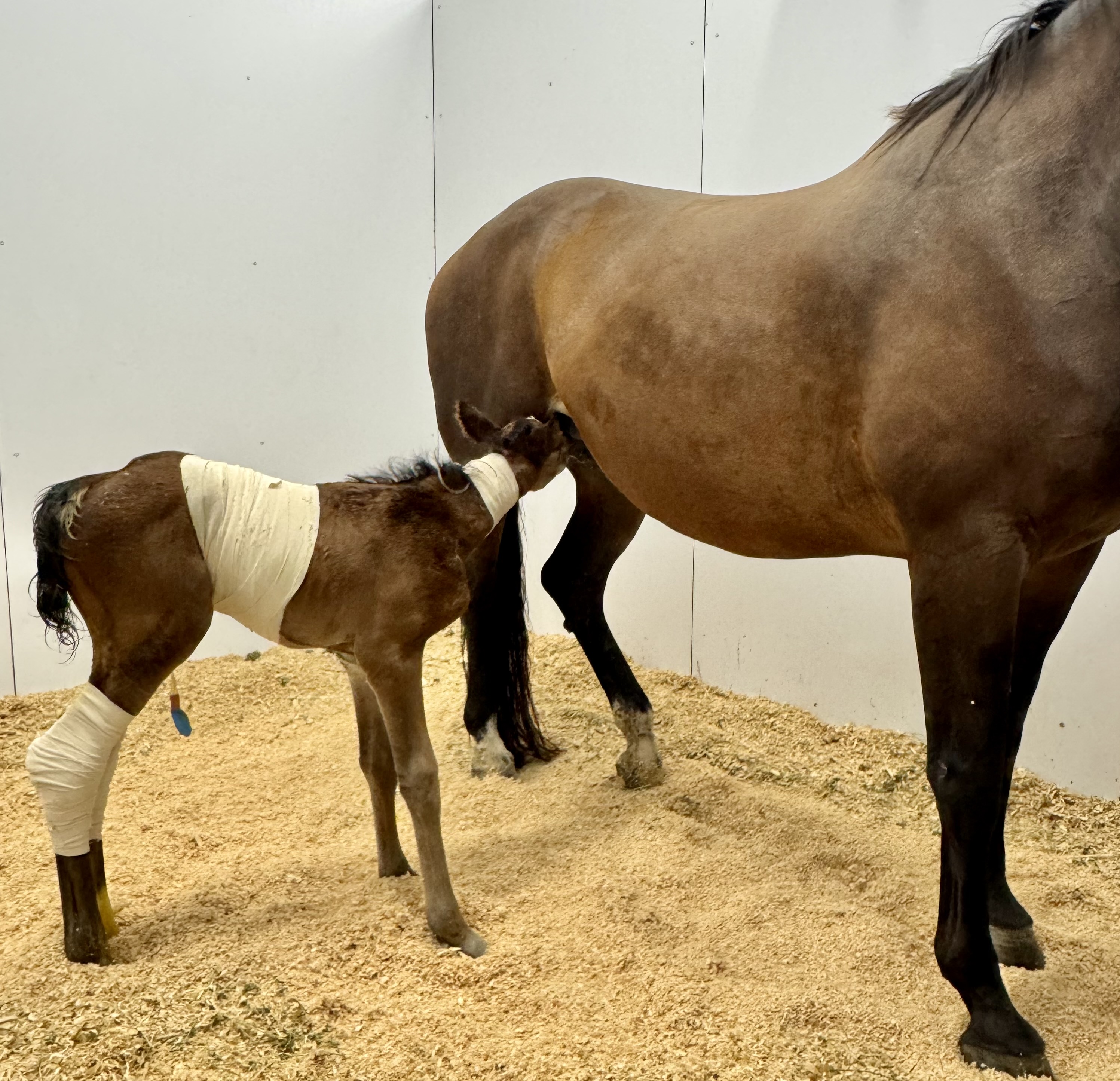 Willinga Park | Equine Emergency and Critical Care