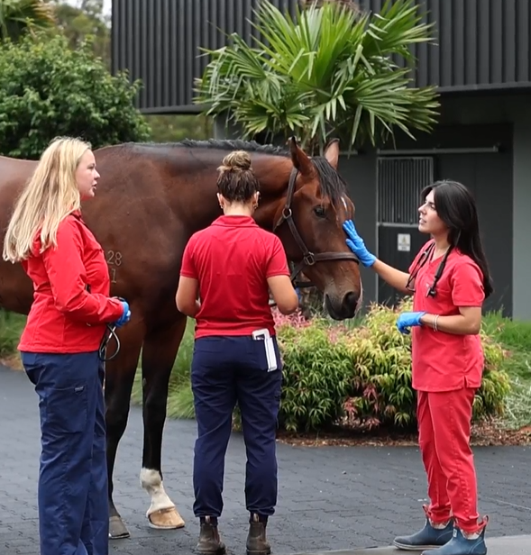 Willinga Park | Equine Emergency and Critical Care