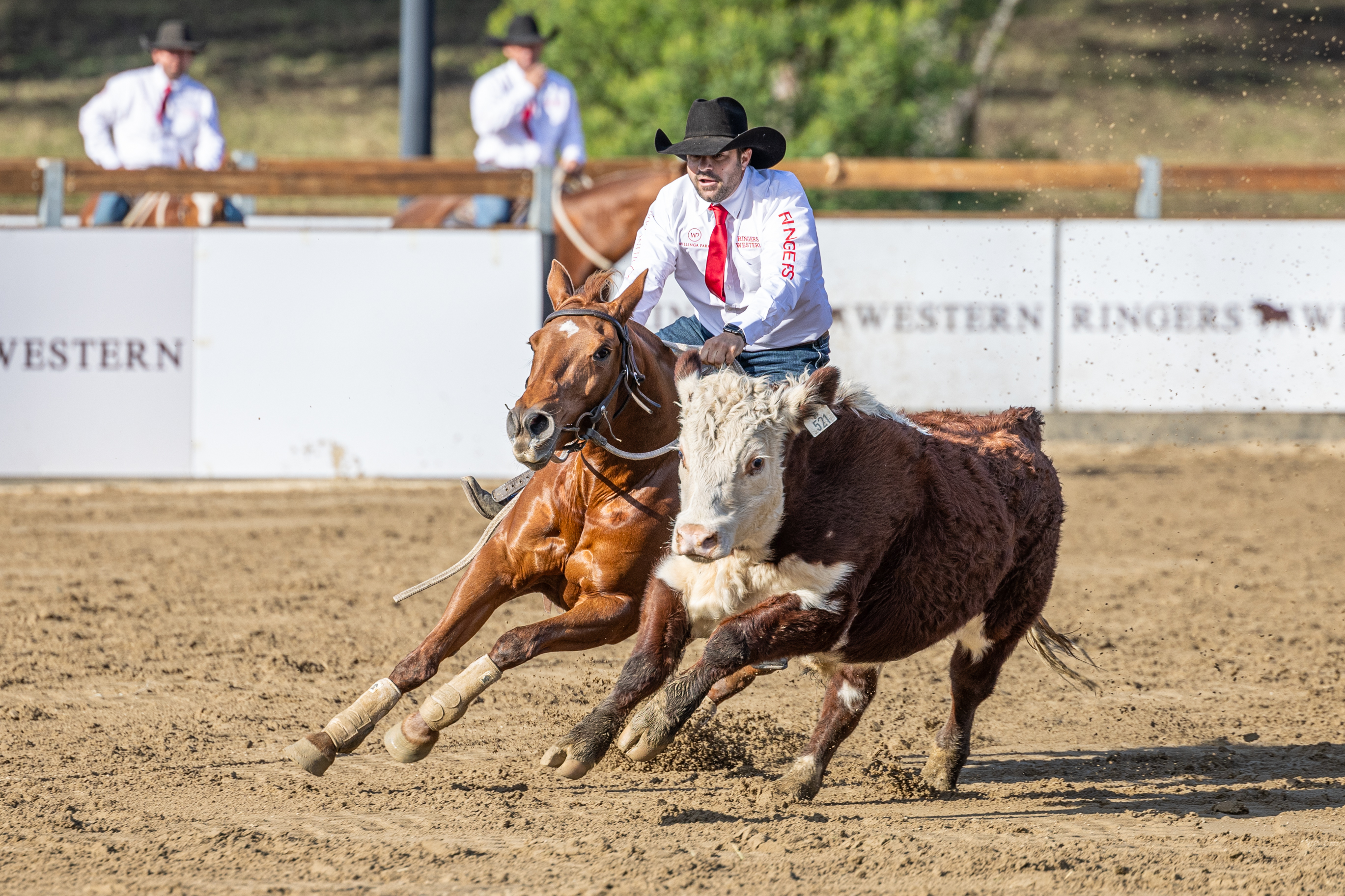 Willinga Park | Competitor Information | Gold Buckle Campdraft ...