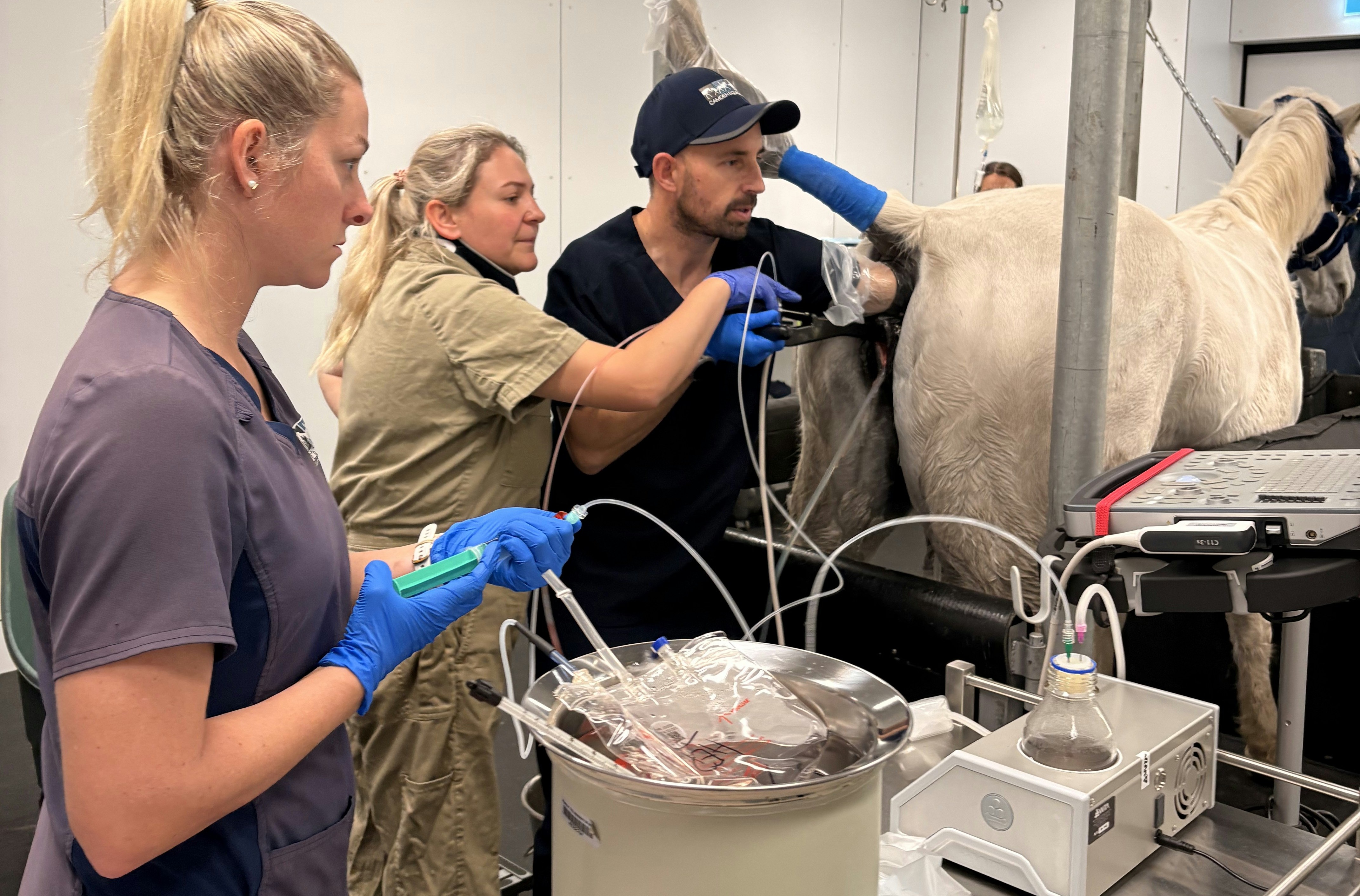 Ovum Pick-Up and ICSI are now available at Willinga Park Vet Hospital Ovum Pick-Up and ICSI are now available at Willinga Park Vet Hospital