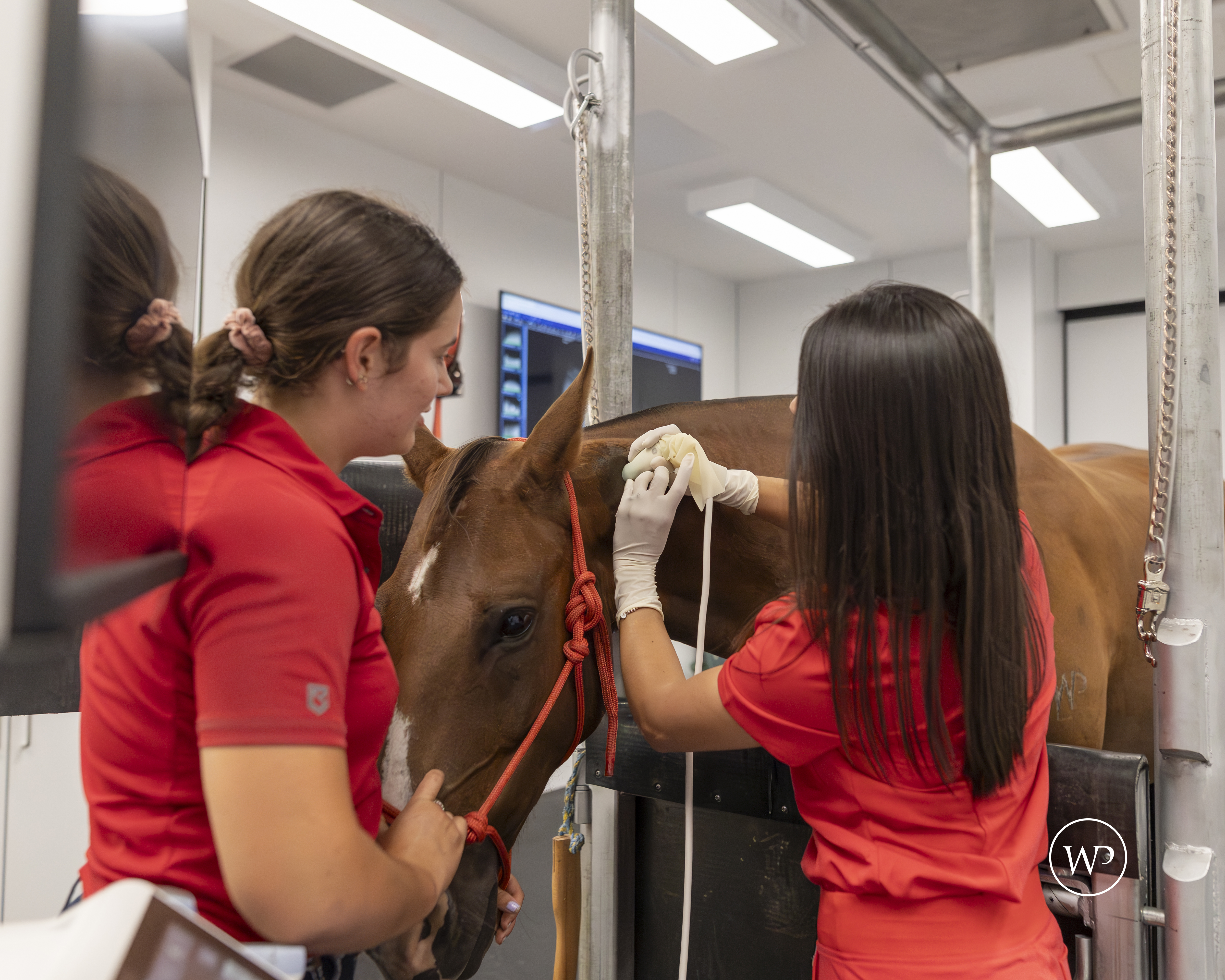 Equine Gastroscopy Equine Gastroscopy