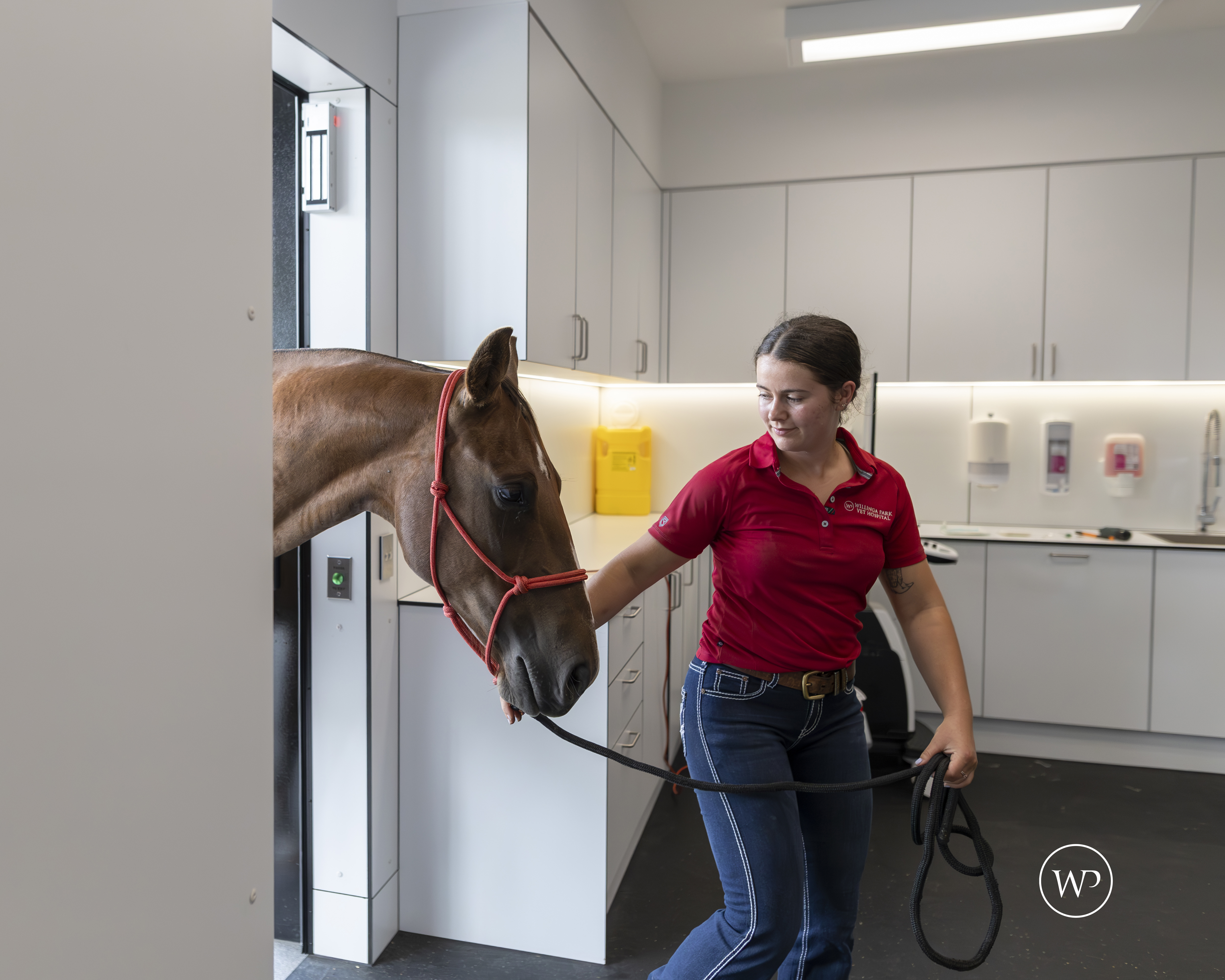 Equine Gastroscopy Equine Gastroscopy
