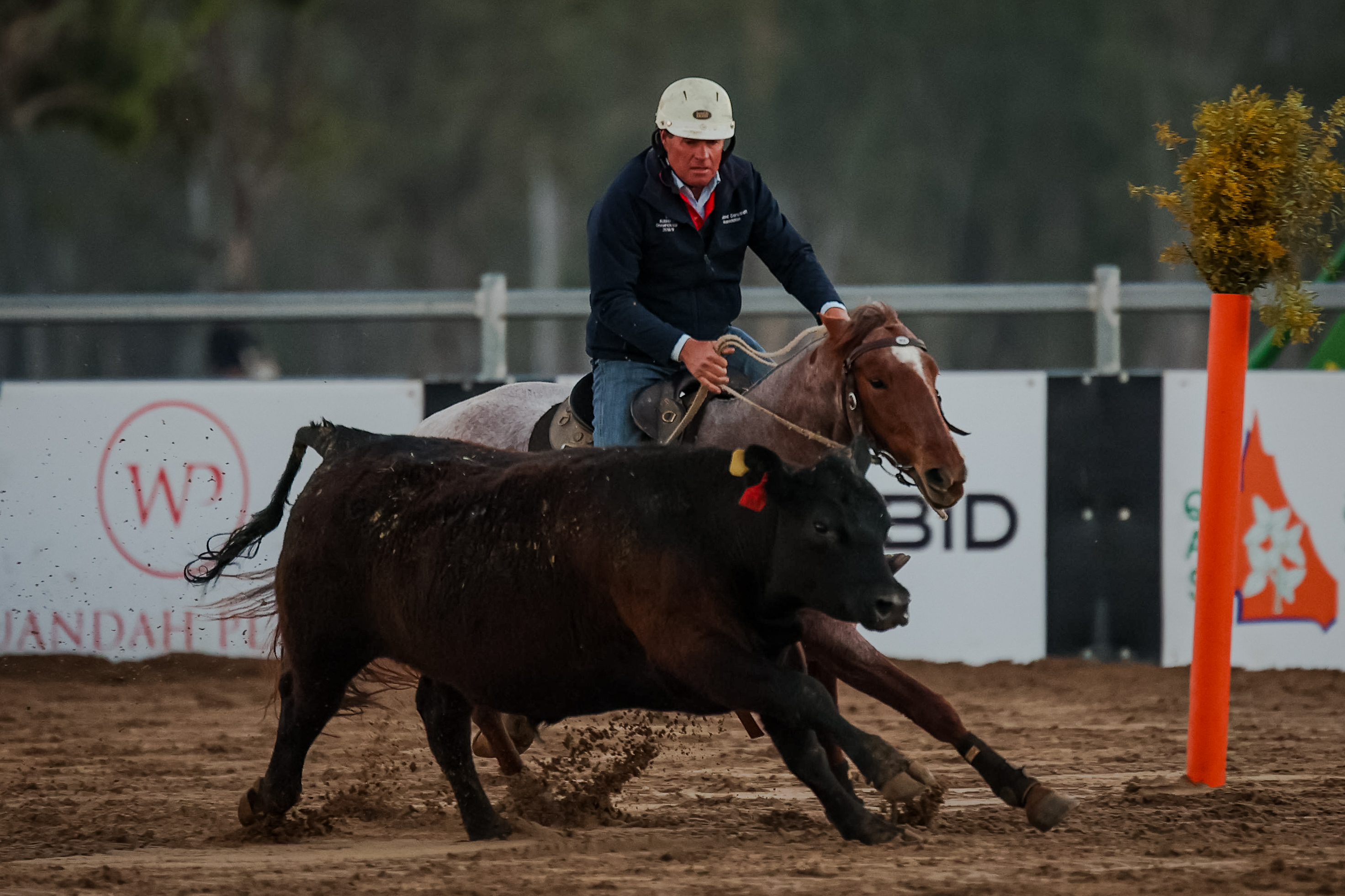 Mat Holz and Pink and Yellow competing at Willinga at Juandah Plains