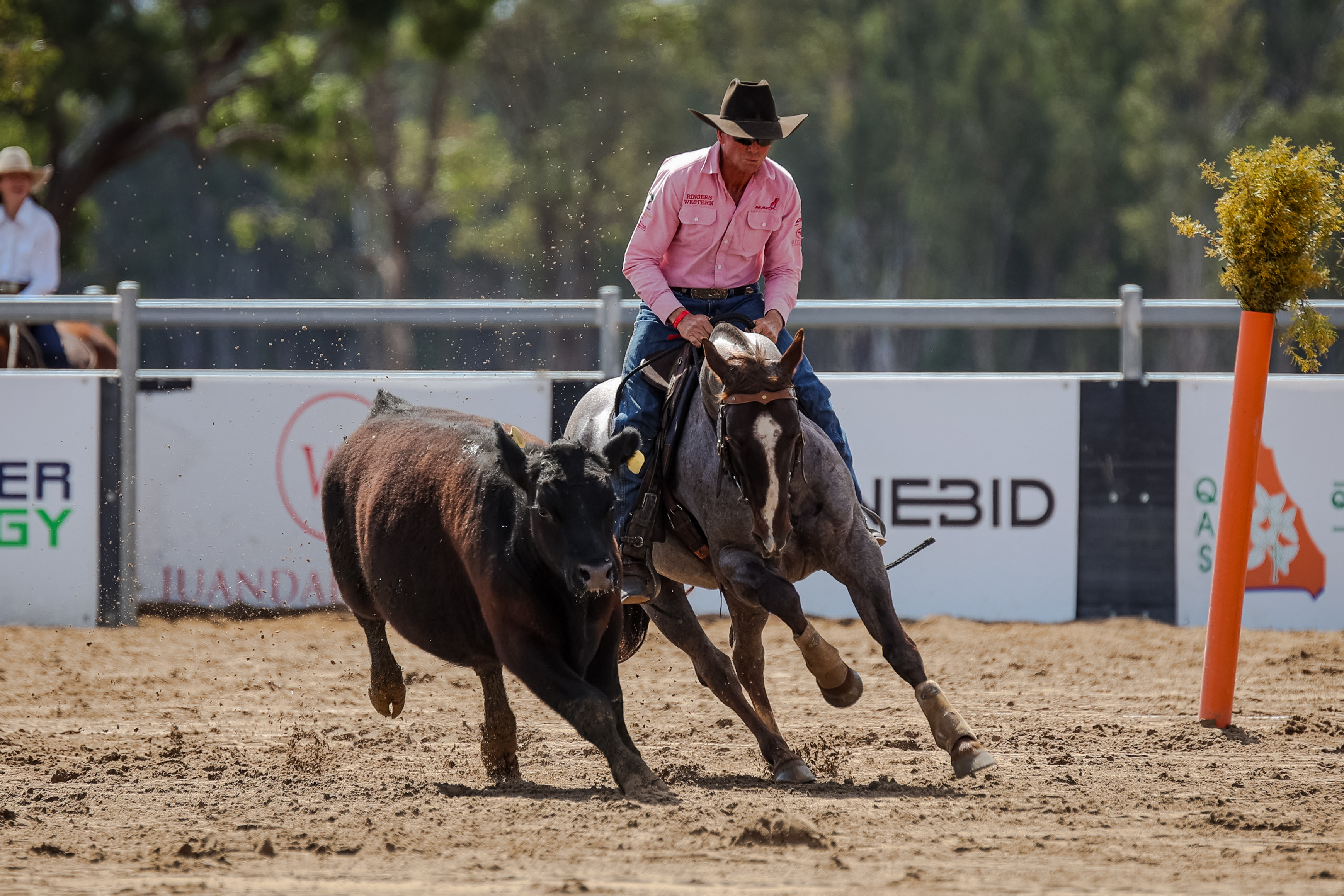 Mark Buttsworth and Branchvale Metal Alloy competing at Willinga at Juandah Plains