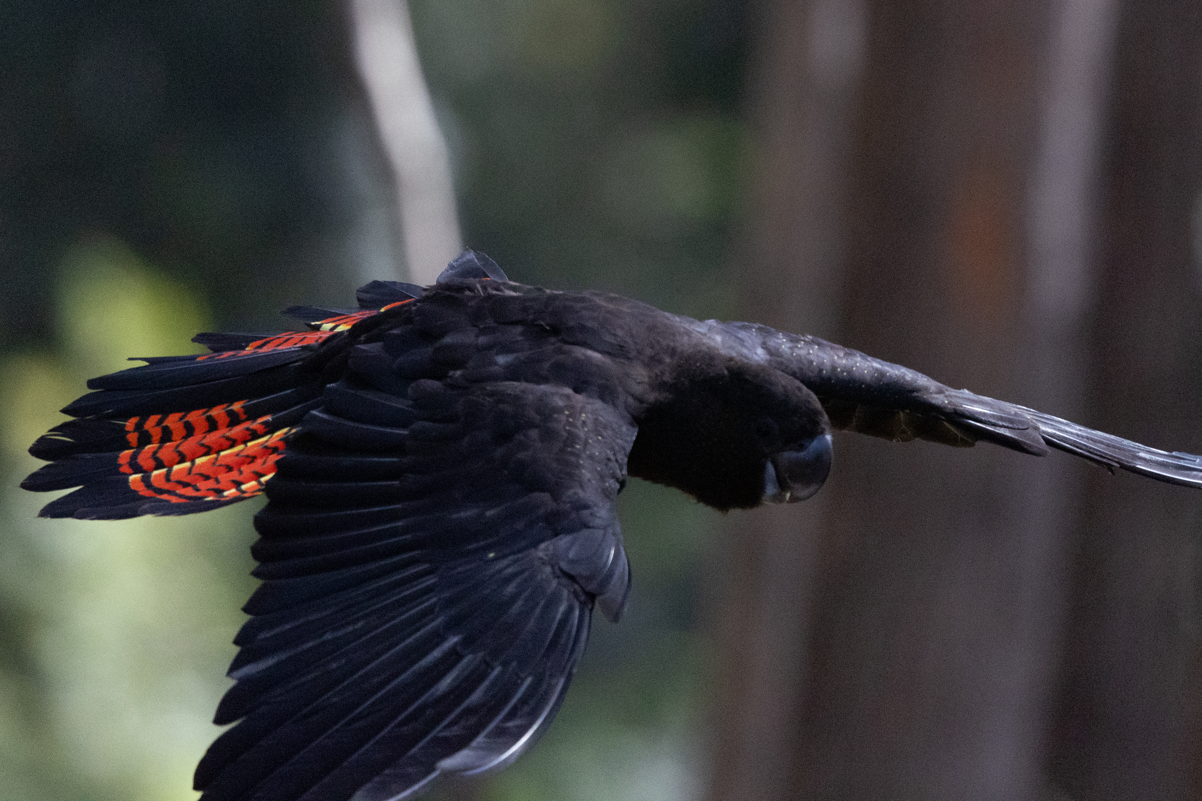 A Glossy Black-Cockatoo Fledgling at Willinga Park A Glossy Black-Cockatoo Fledgling at Willinga Park