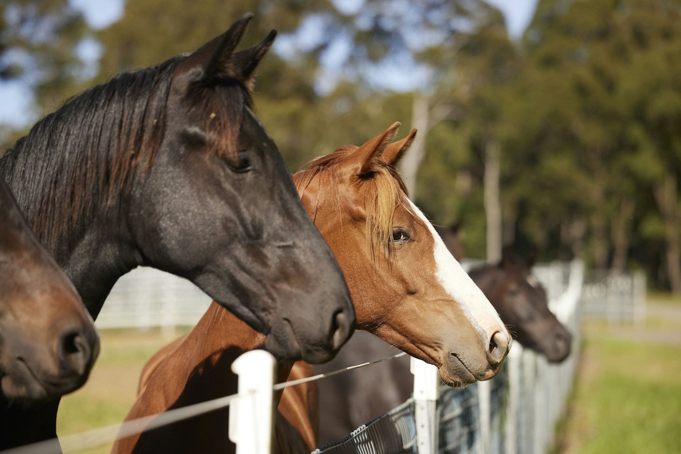 Horses looking over a paddock fence at Willinga Park