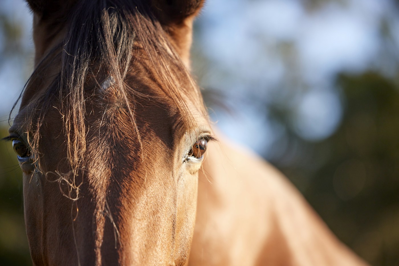 Bay horse photographed in natural light at Willinga Park