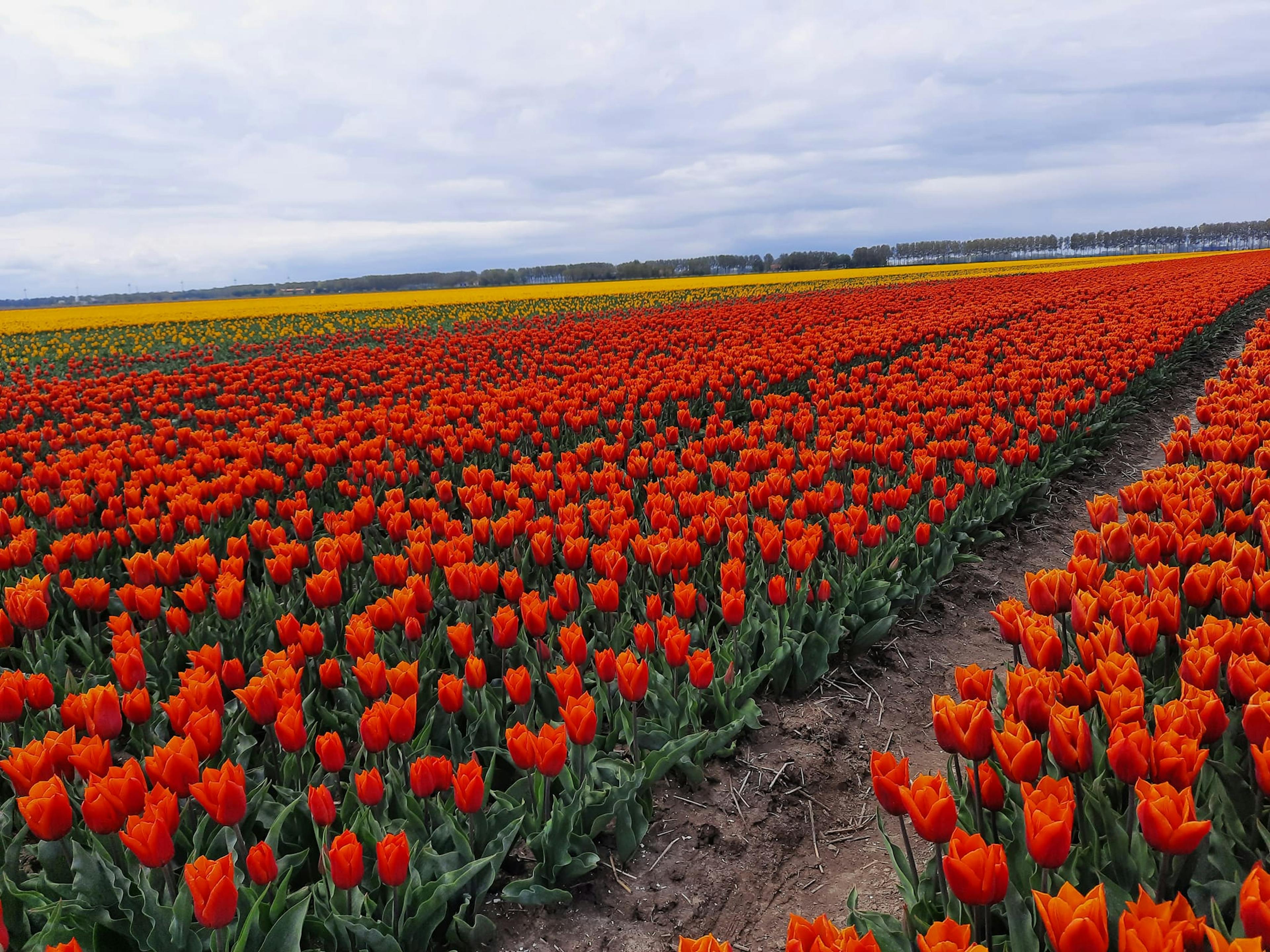 Tulips 1