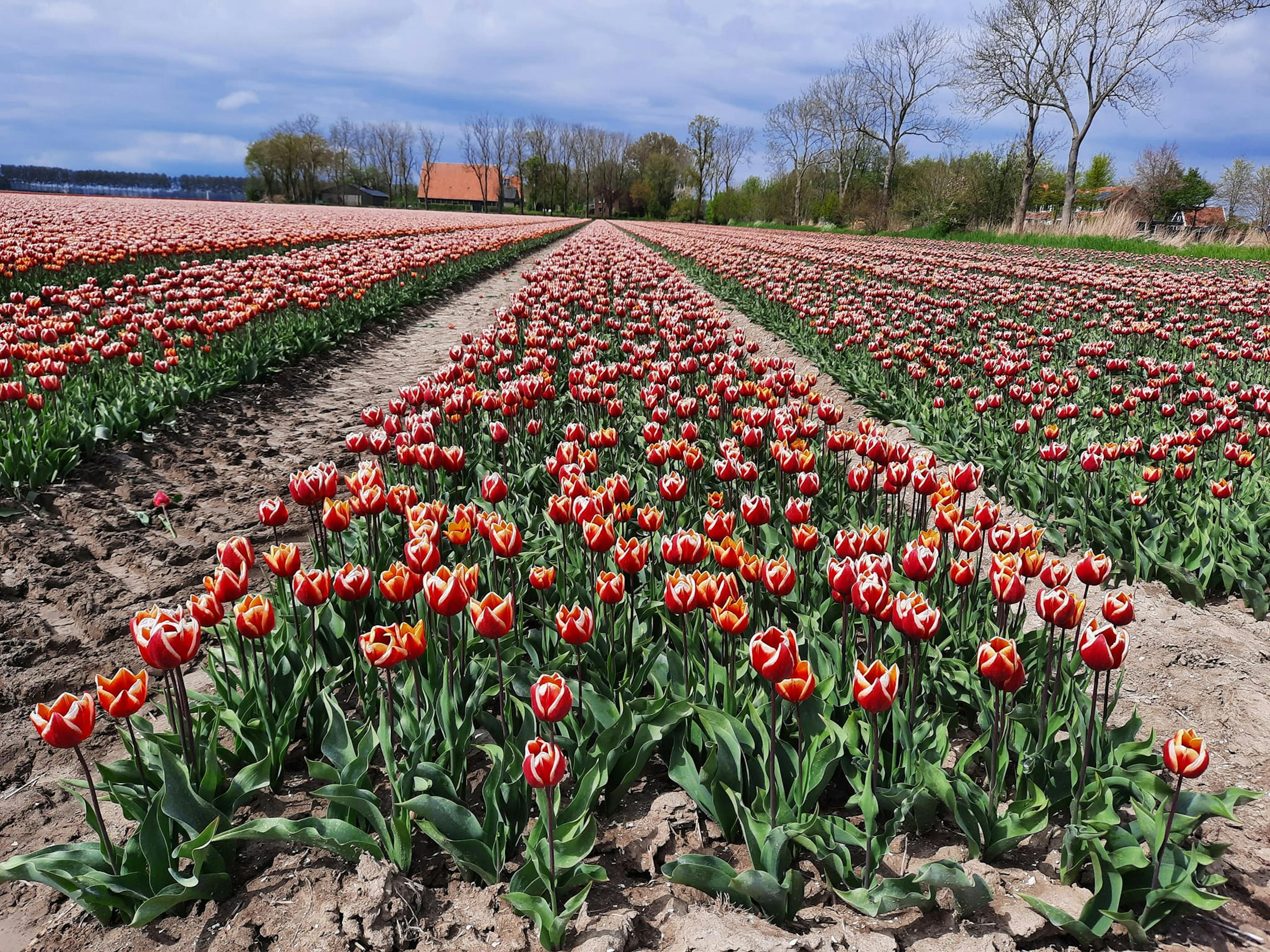 Tulips 2