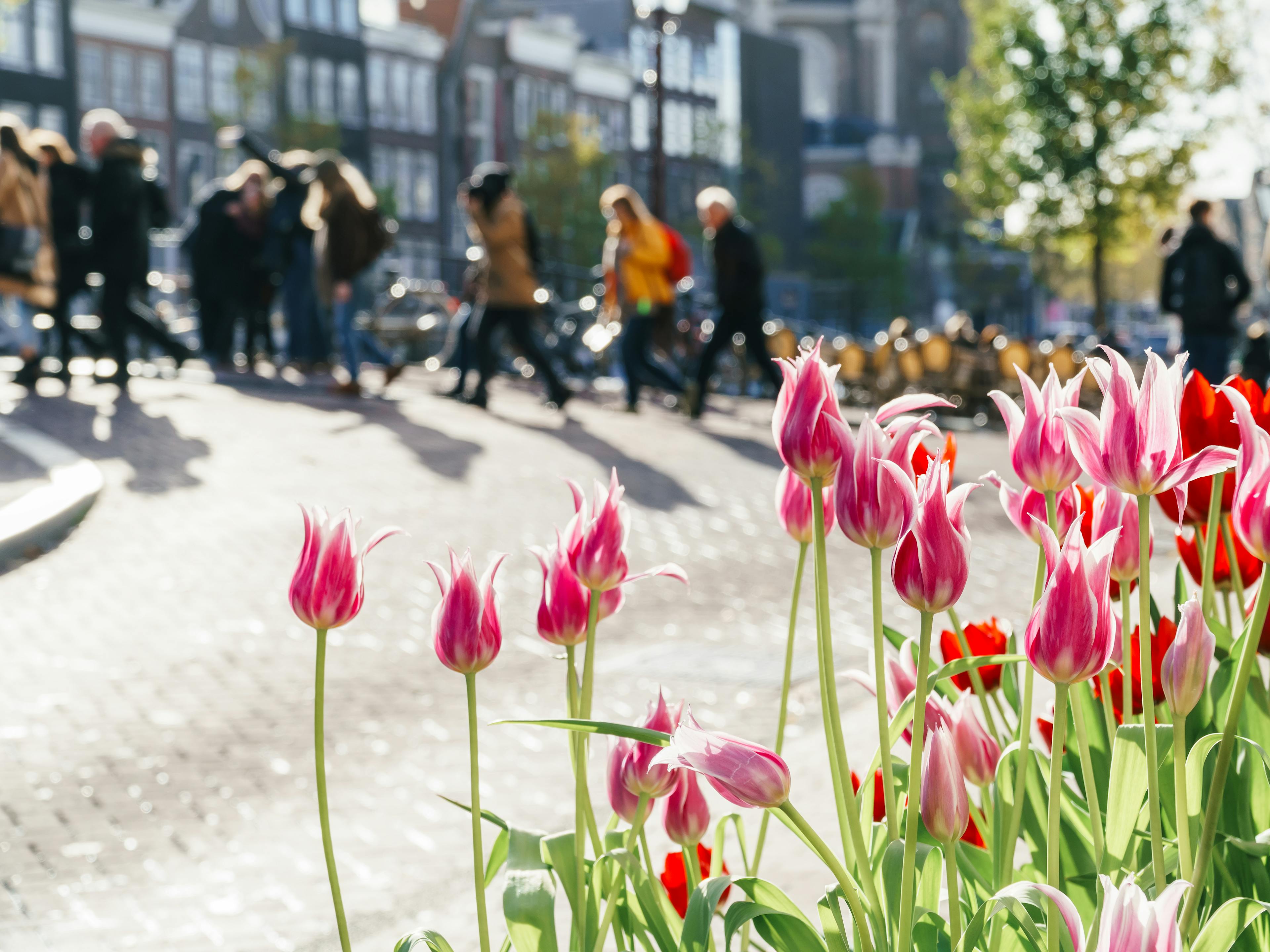 Tulips