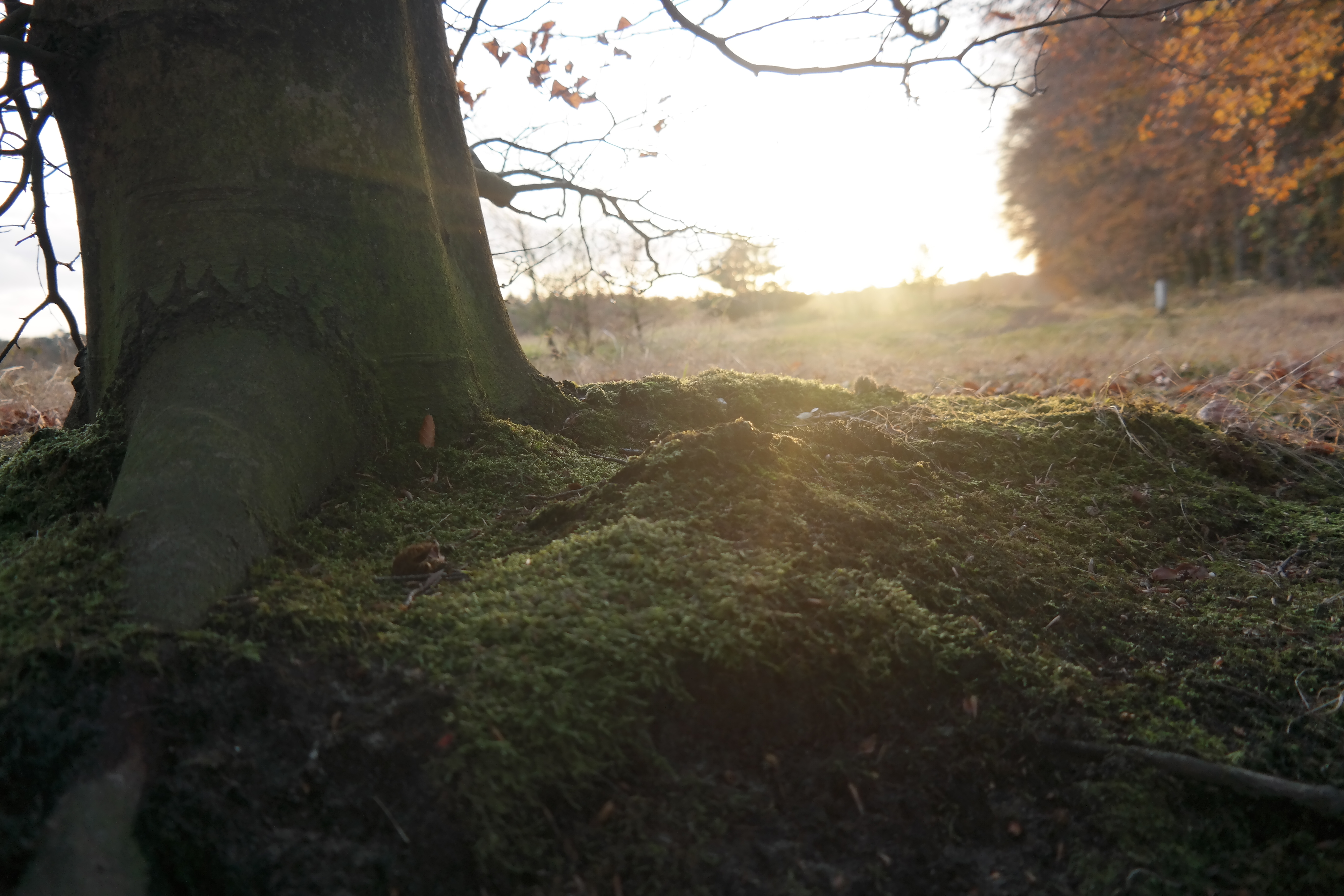 Autumn in the Netherlands: What South Africans Need to Know as the Leaves Fall