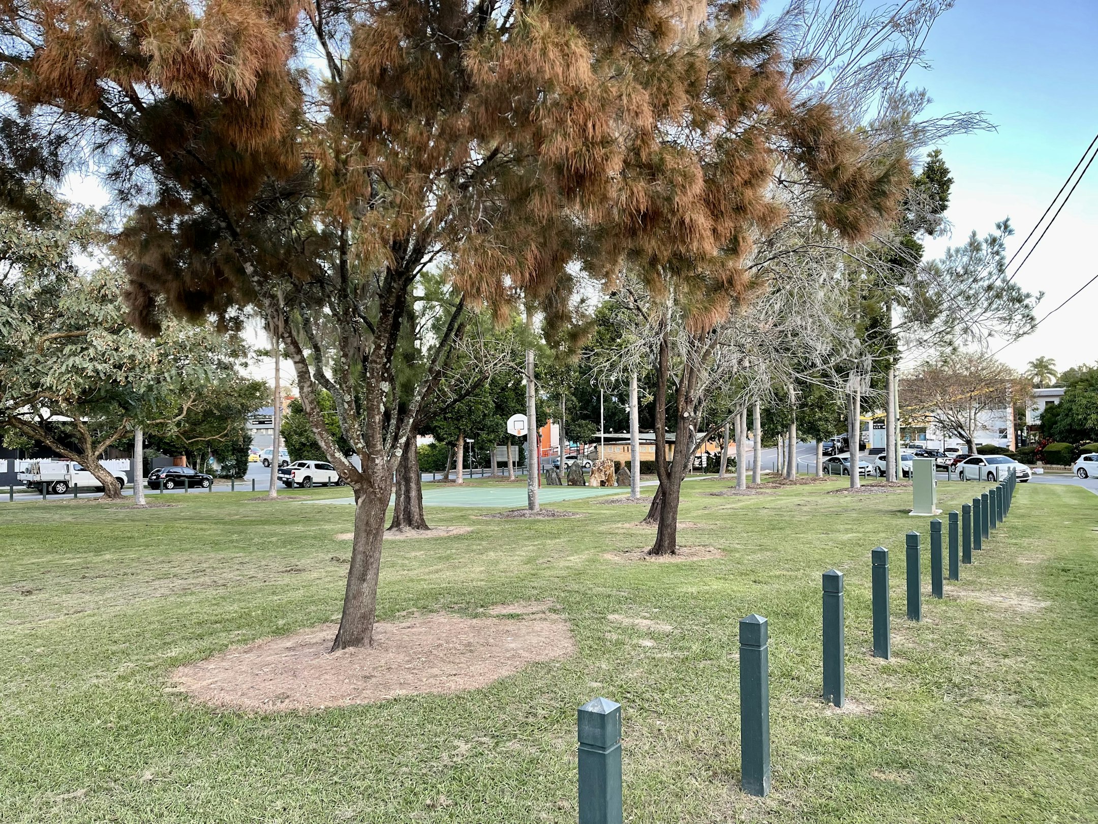 tree