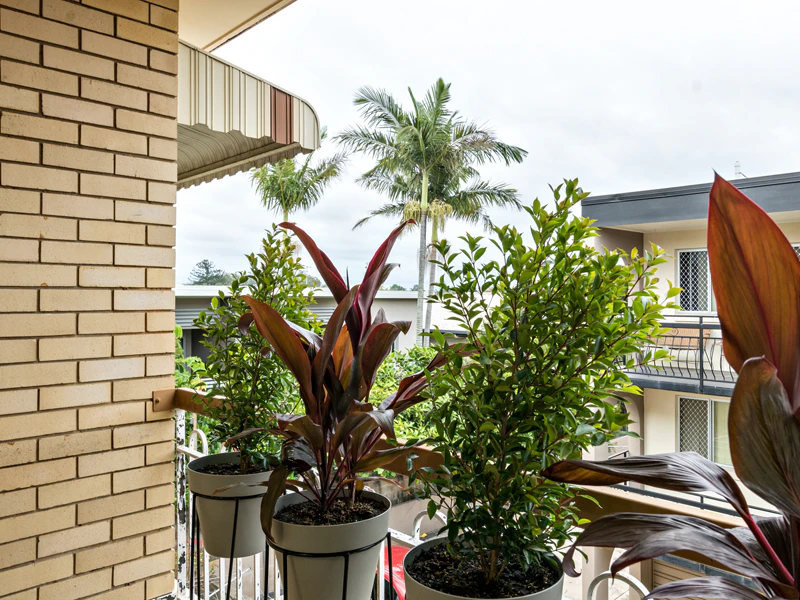 plant