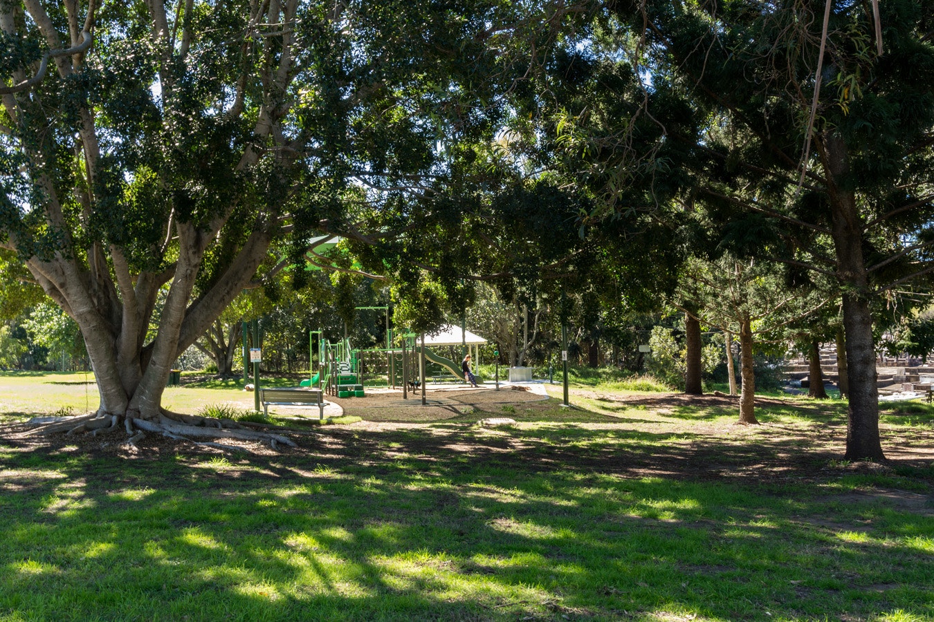 Image of tree