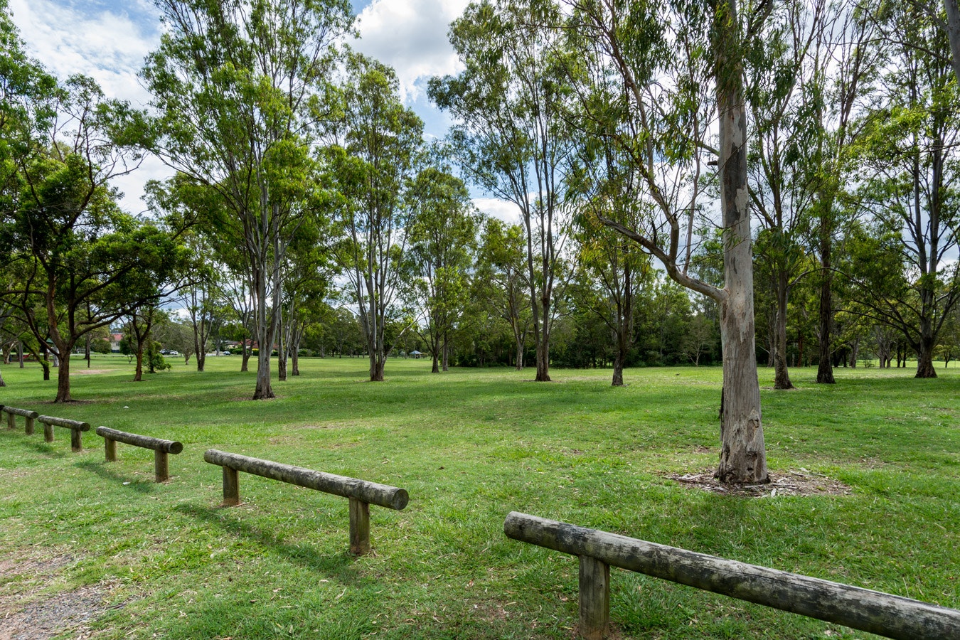 Image of grass
