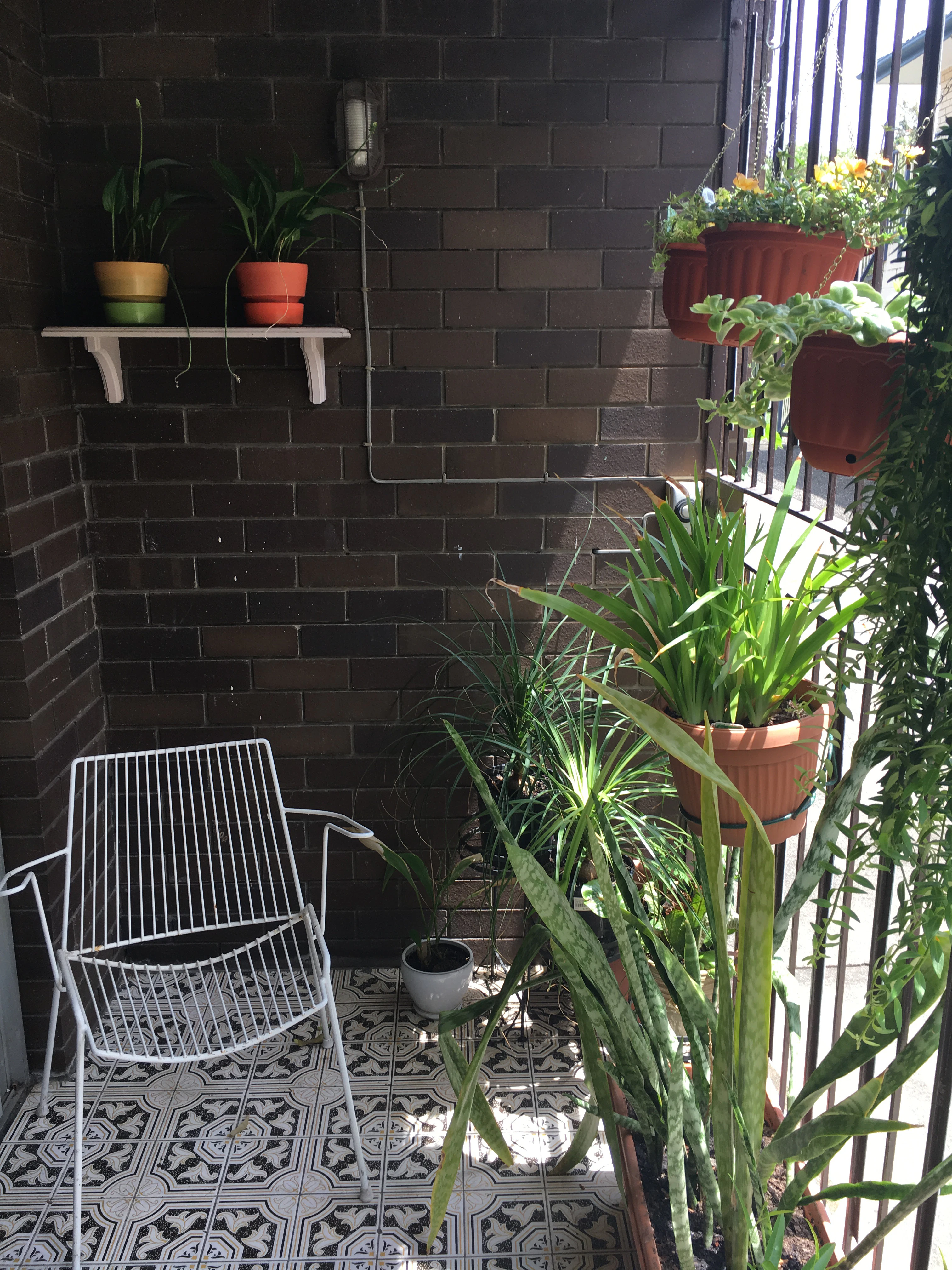 plant