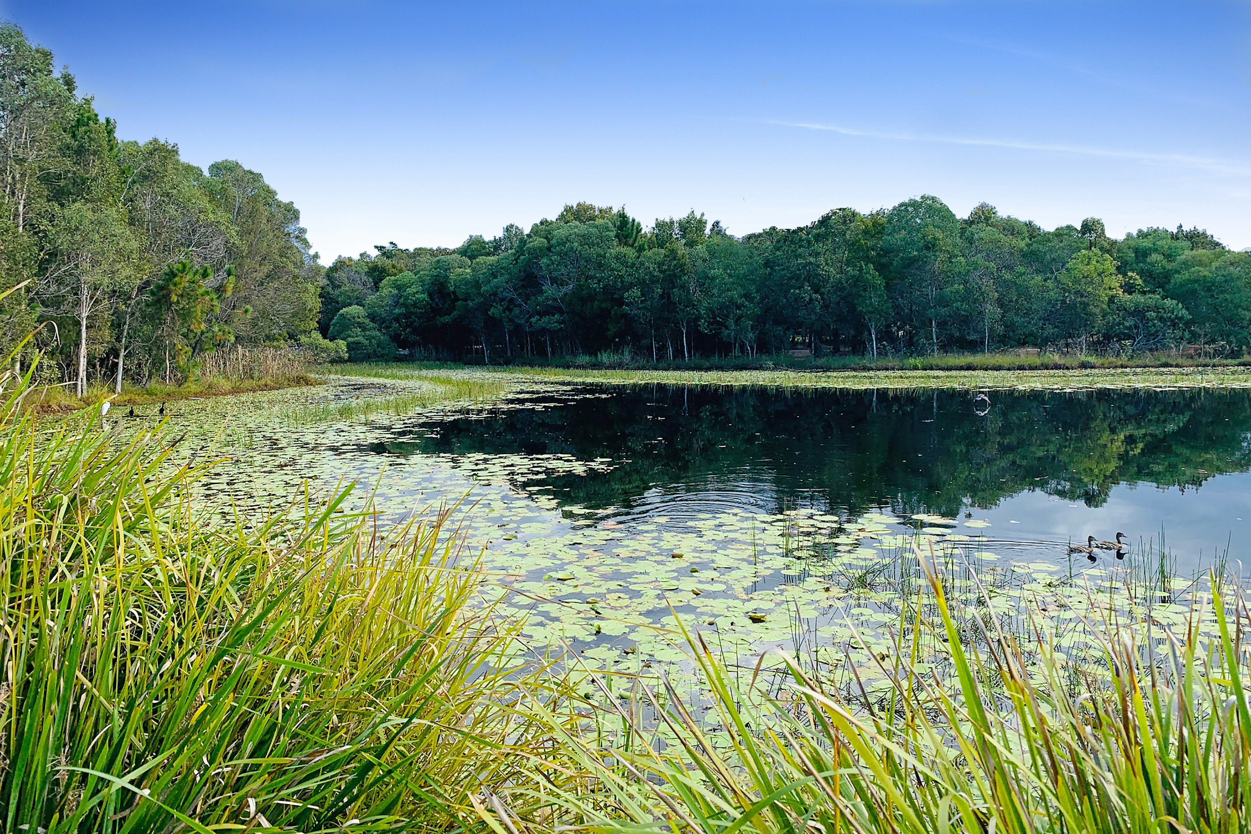 Image of nature