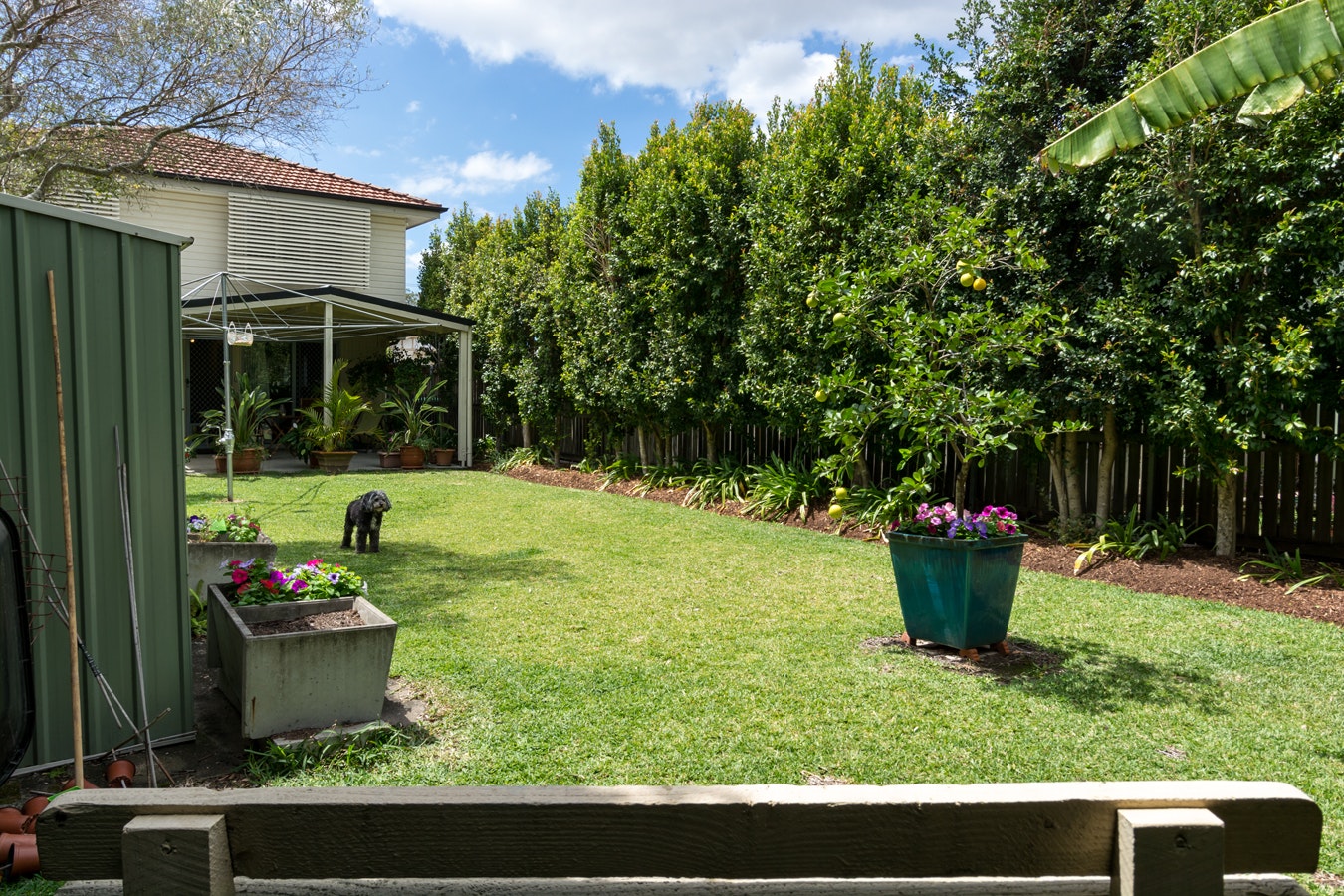 Image of backyard