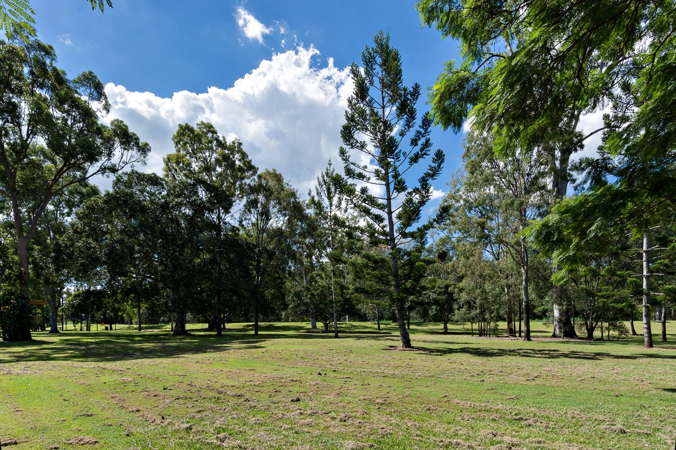 Image of tree