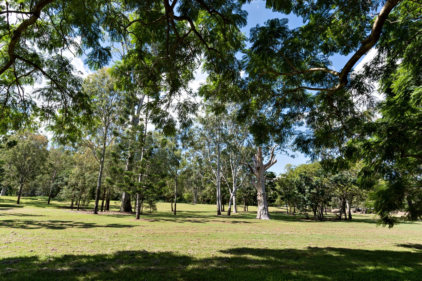 Image of tree