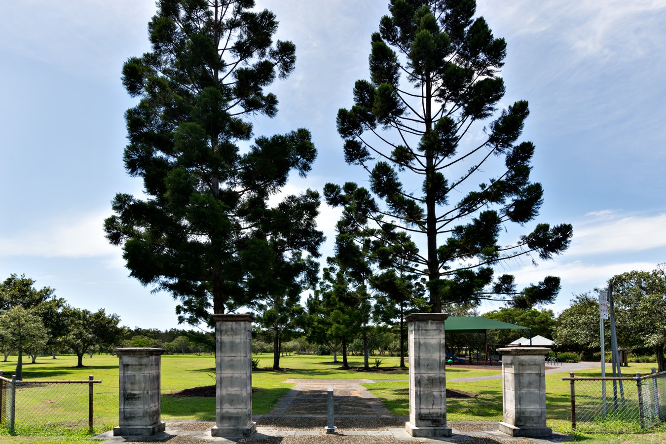 Image of plant