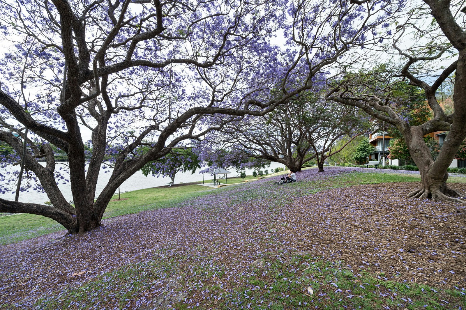 Image of tree