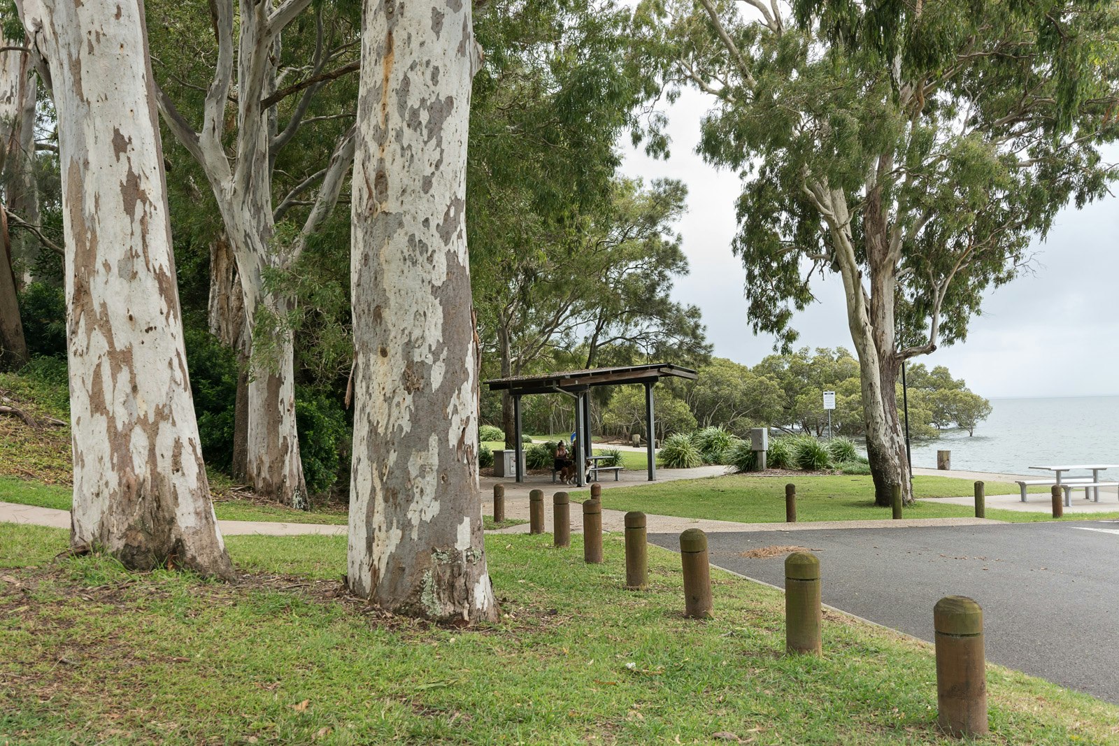 Image of tree