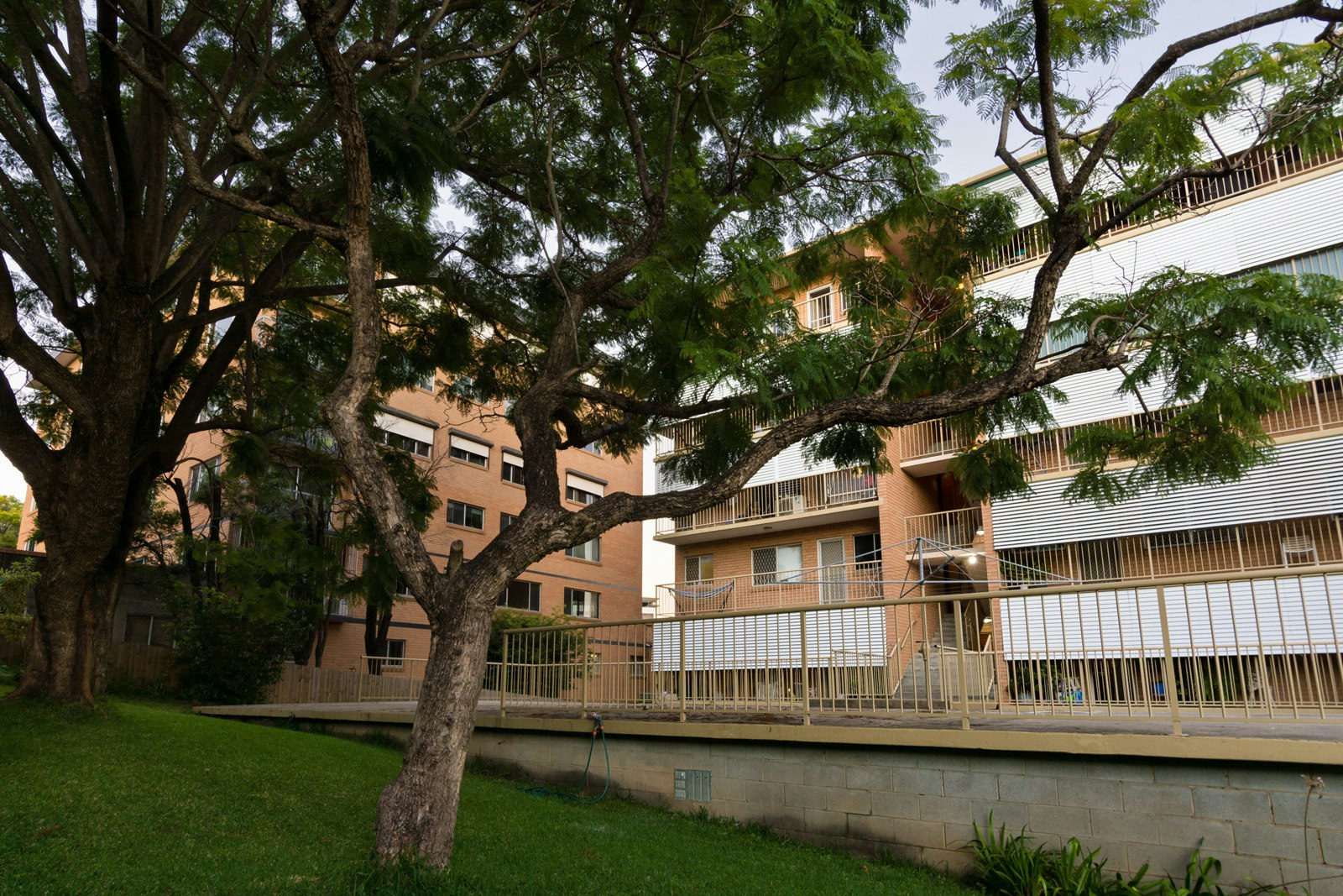 Image of tree