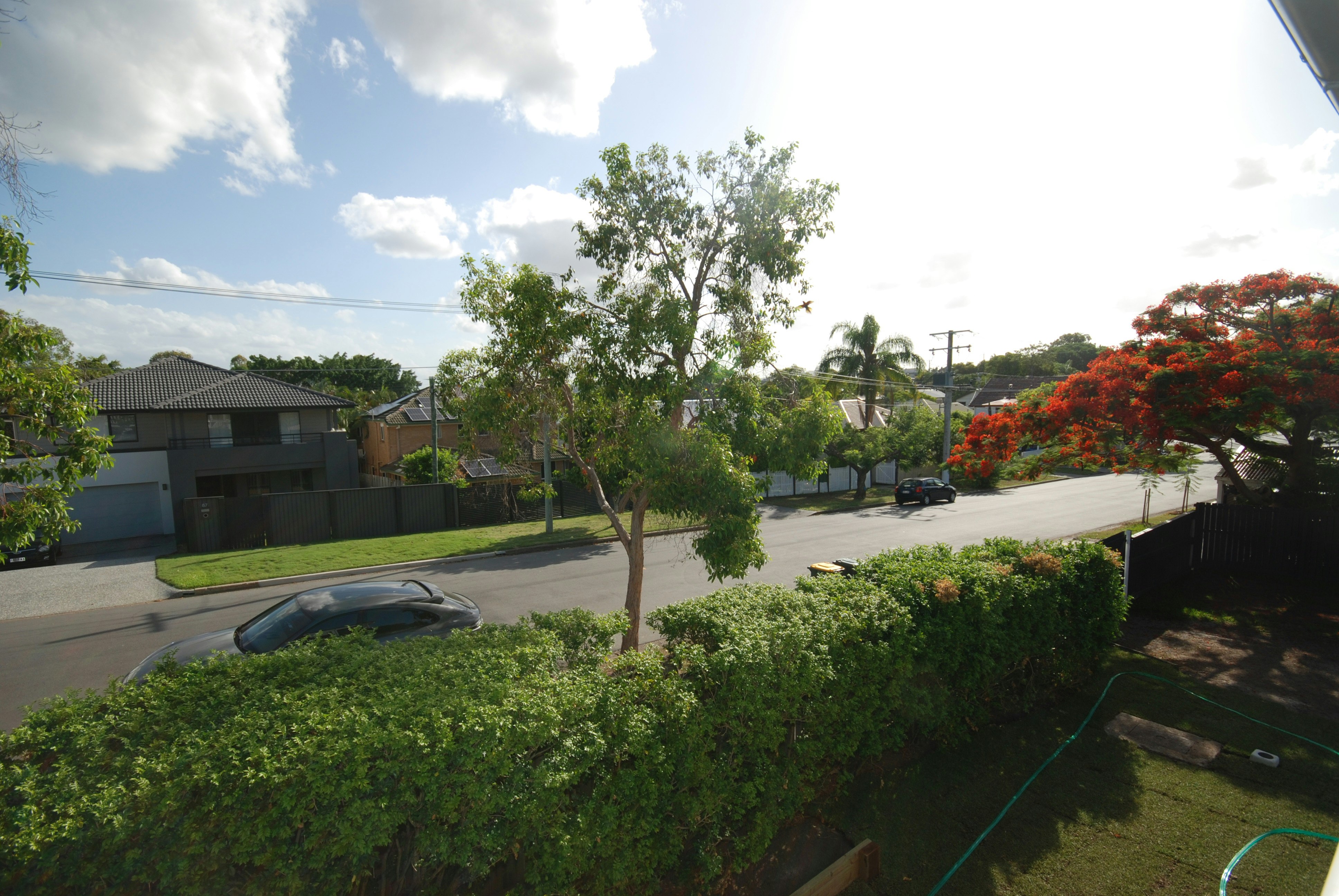 Image of tree
