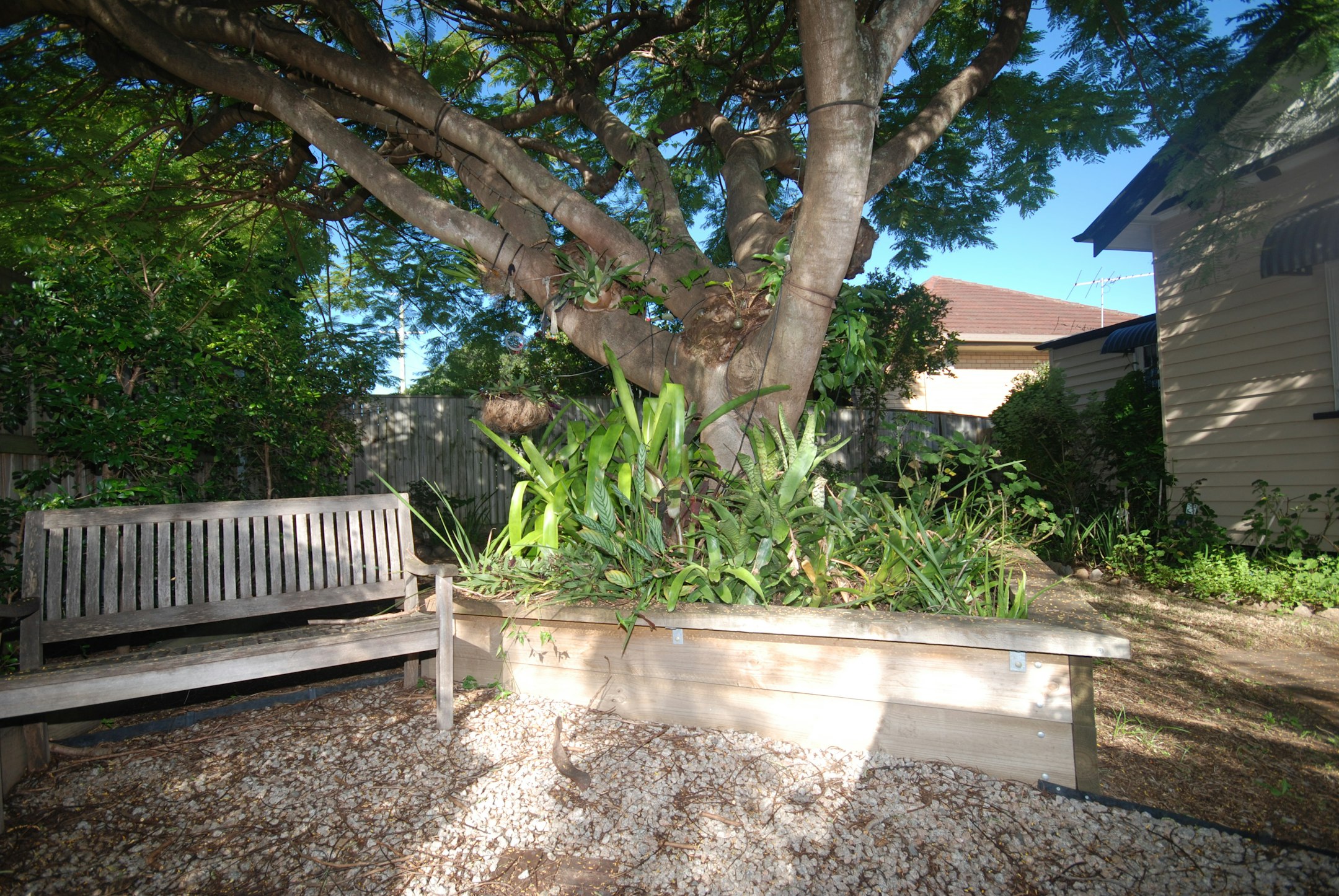 tree