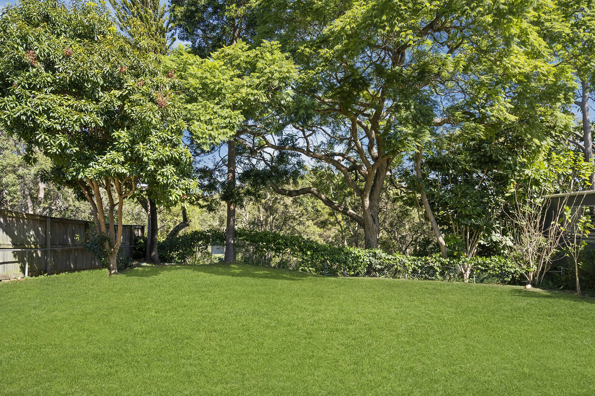 grass