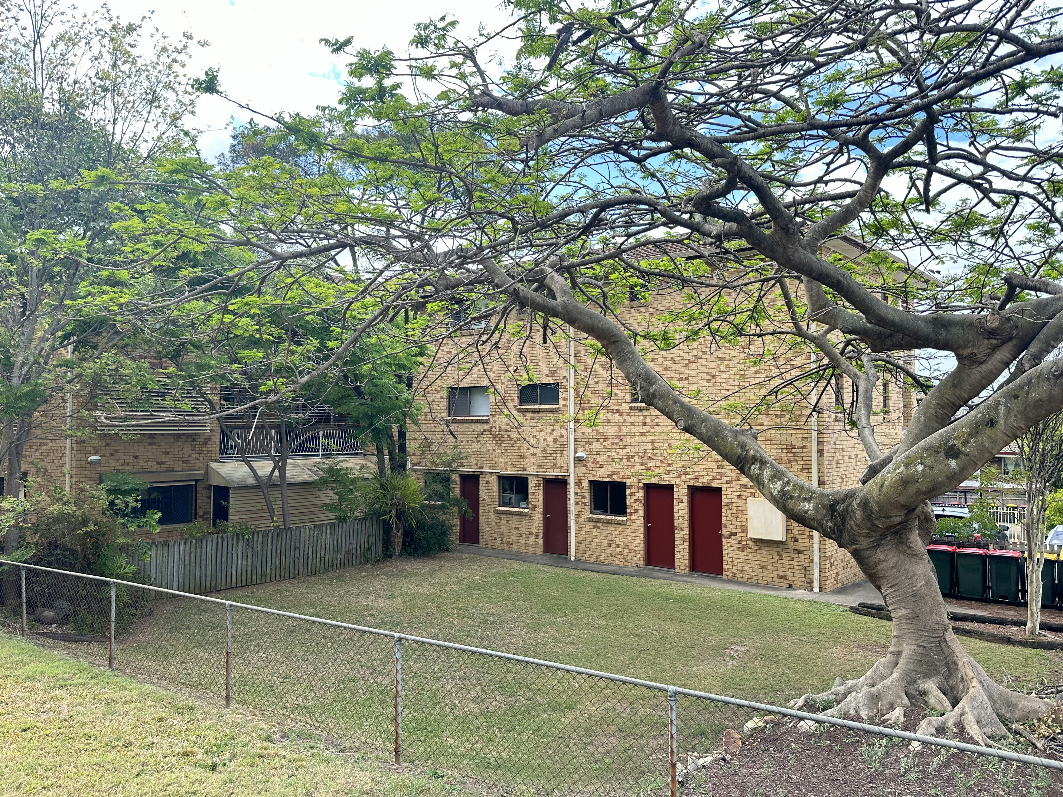 Image of tree