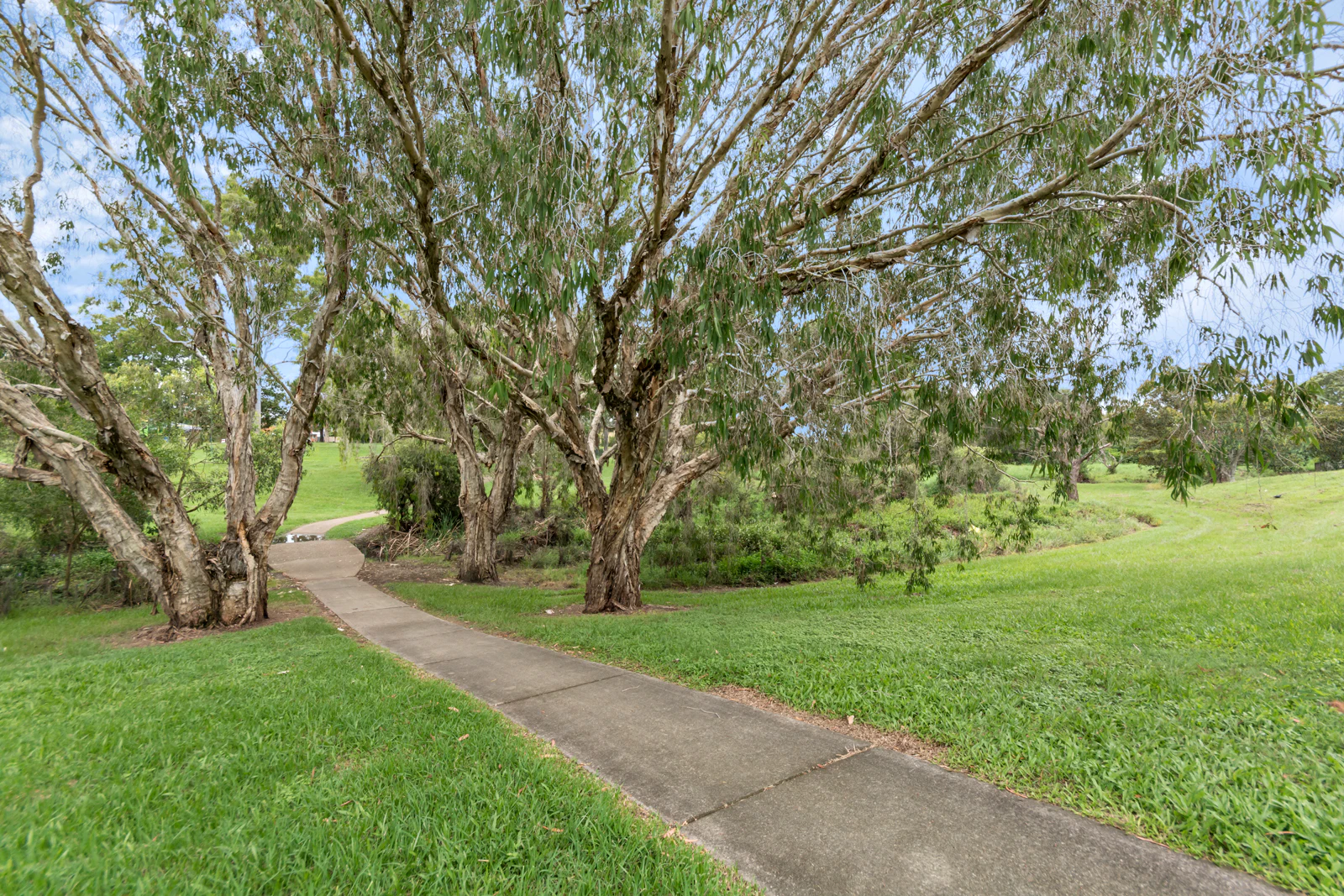 grass