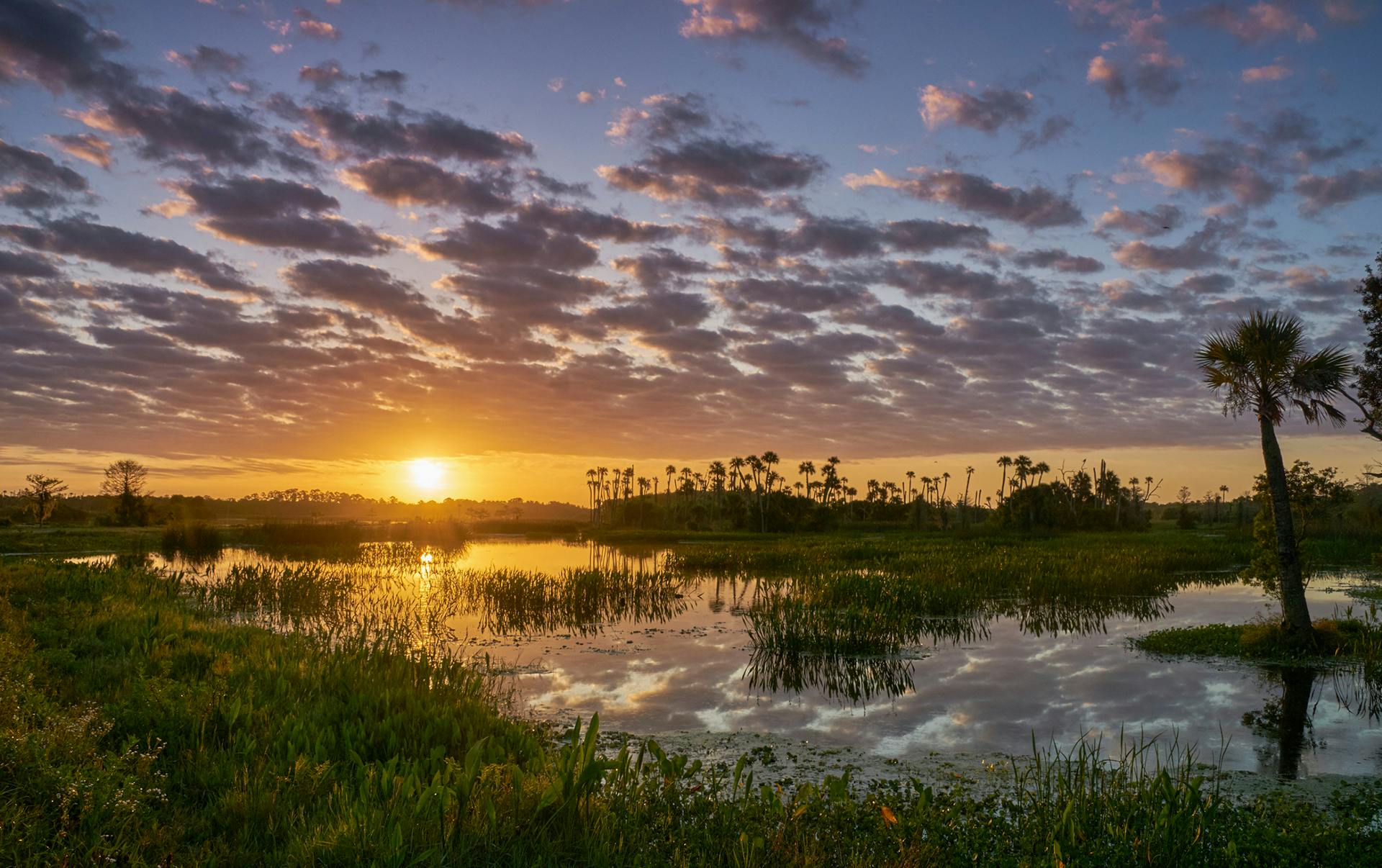 sunset over scenic swampland