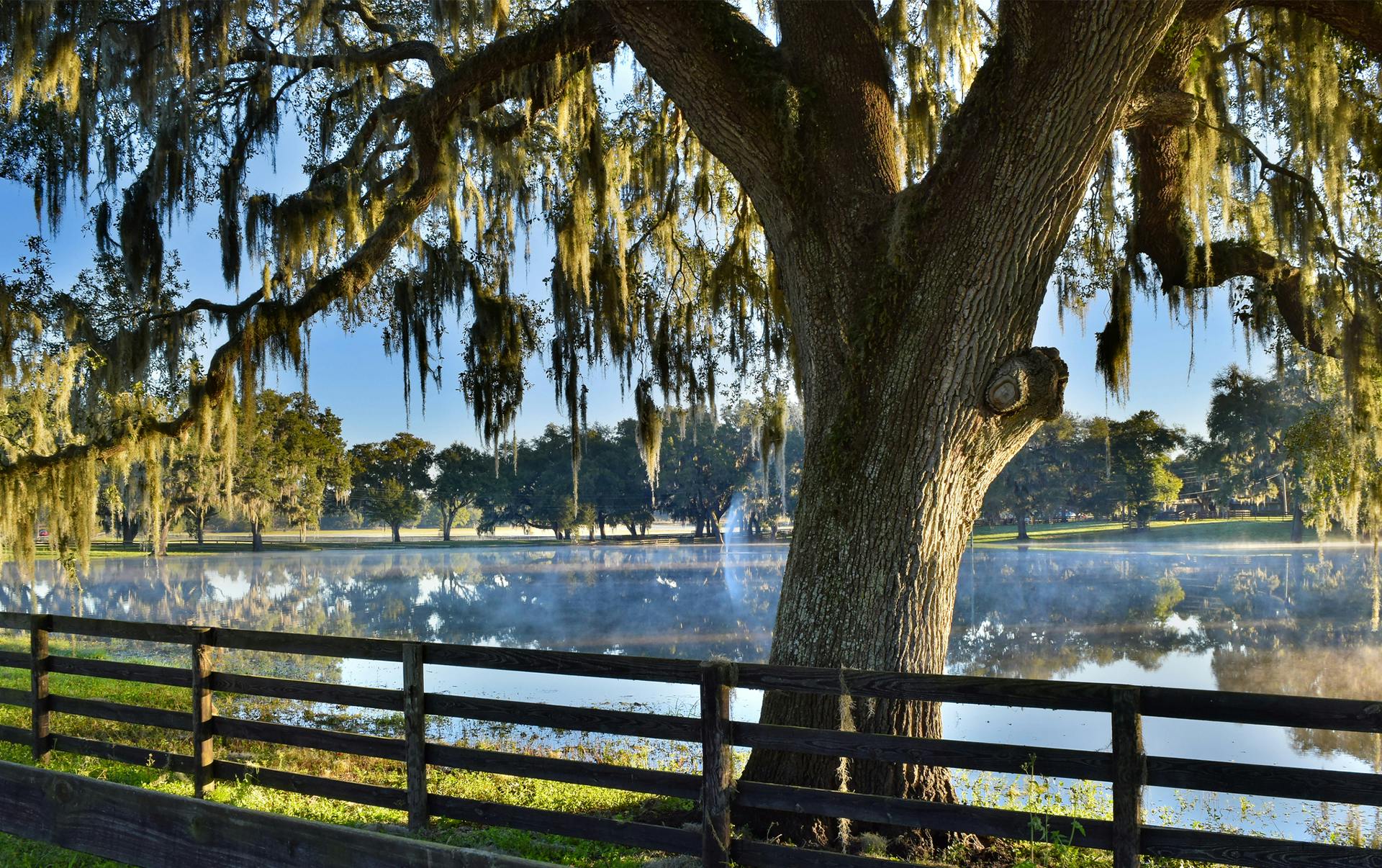 Willow behind fence next to lake