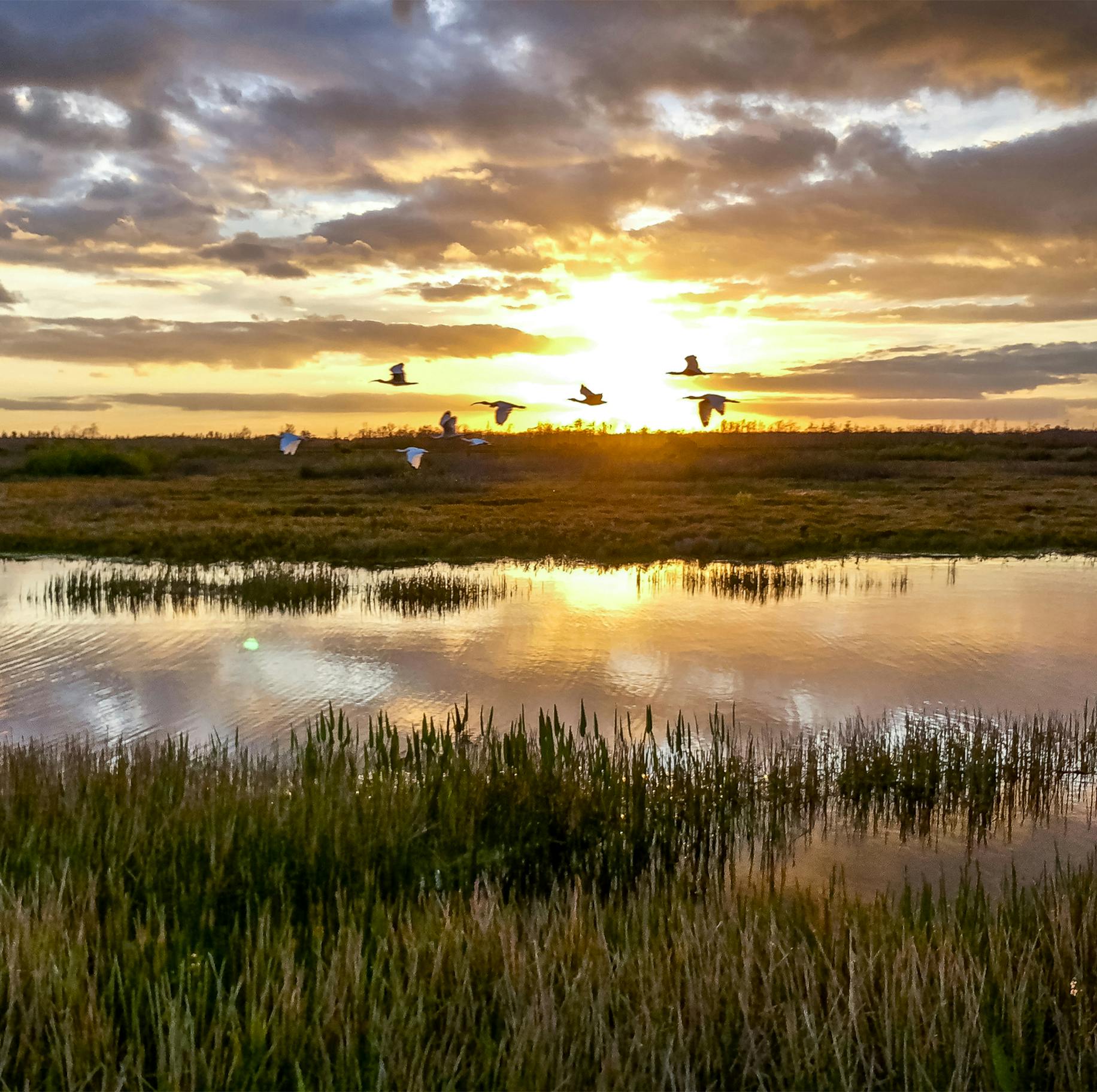 Geese over swampland at sunset