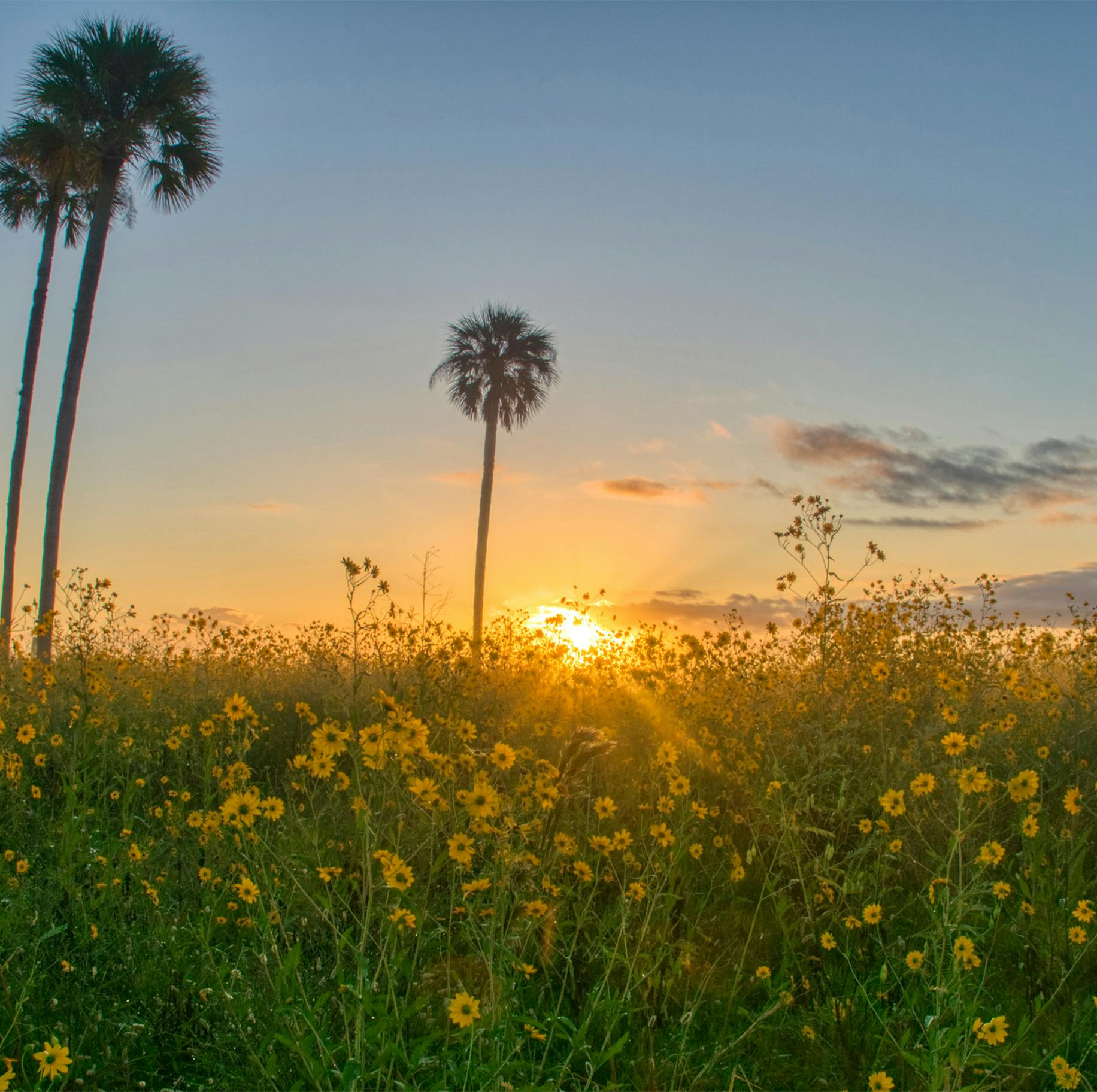daisies and palm trees at sunset