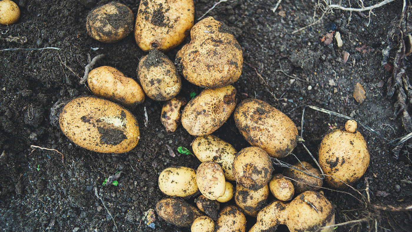 Potatoes growing in the ground